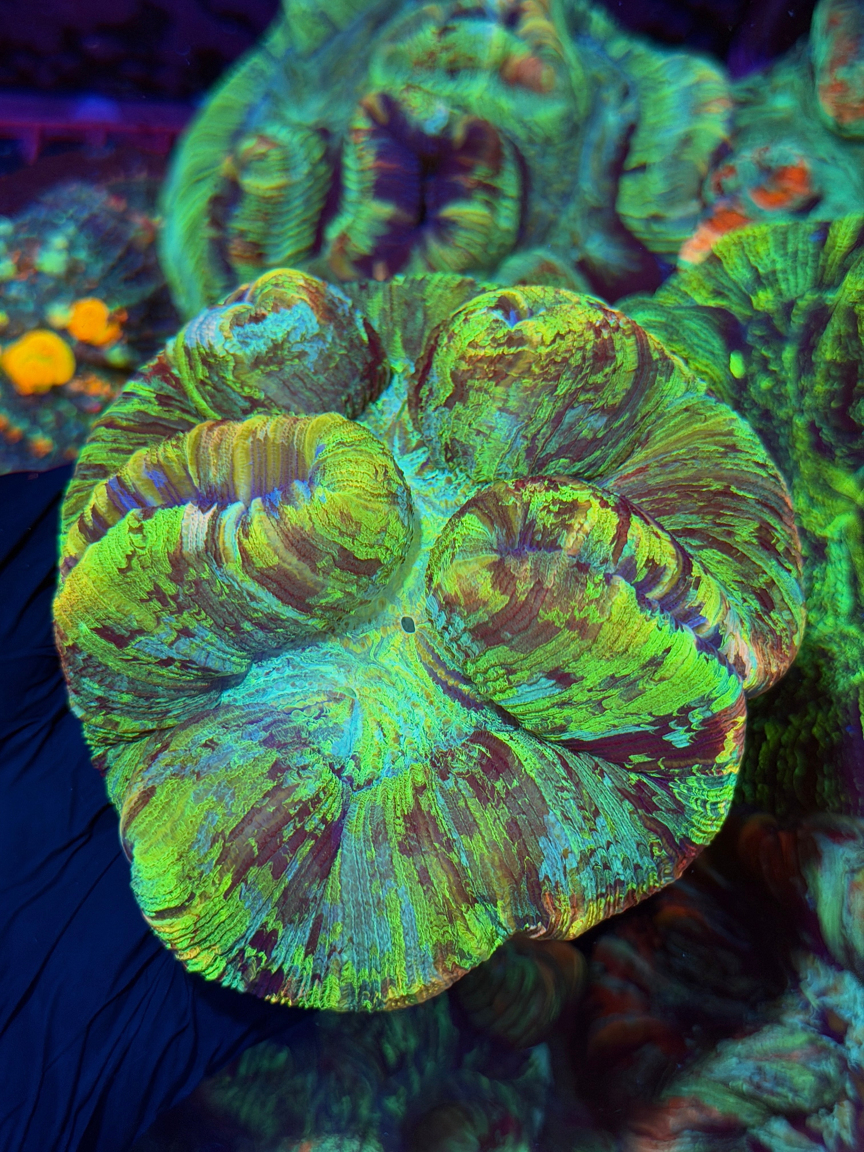 Rainbow Trachyphyllia Meat Coral 3/4