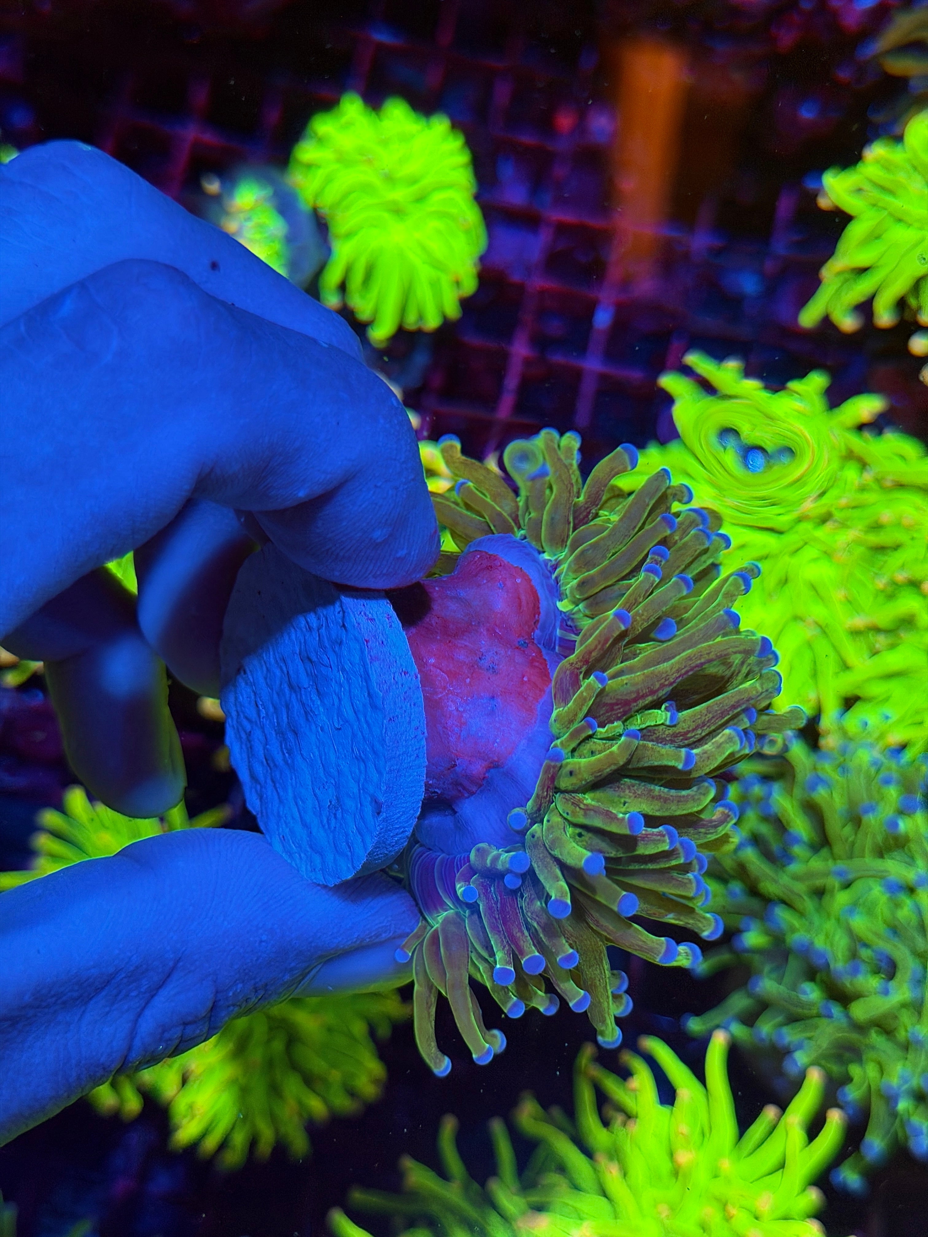 JEA Grafted Glitter Holy Grail Torch Coral Cluster Splitting to 3 XL