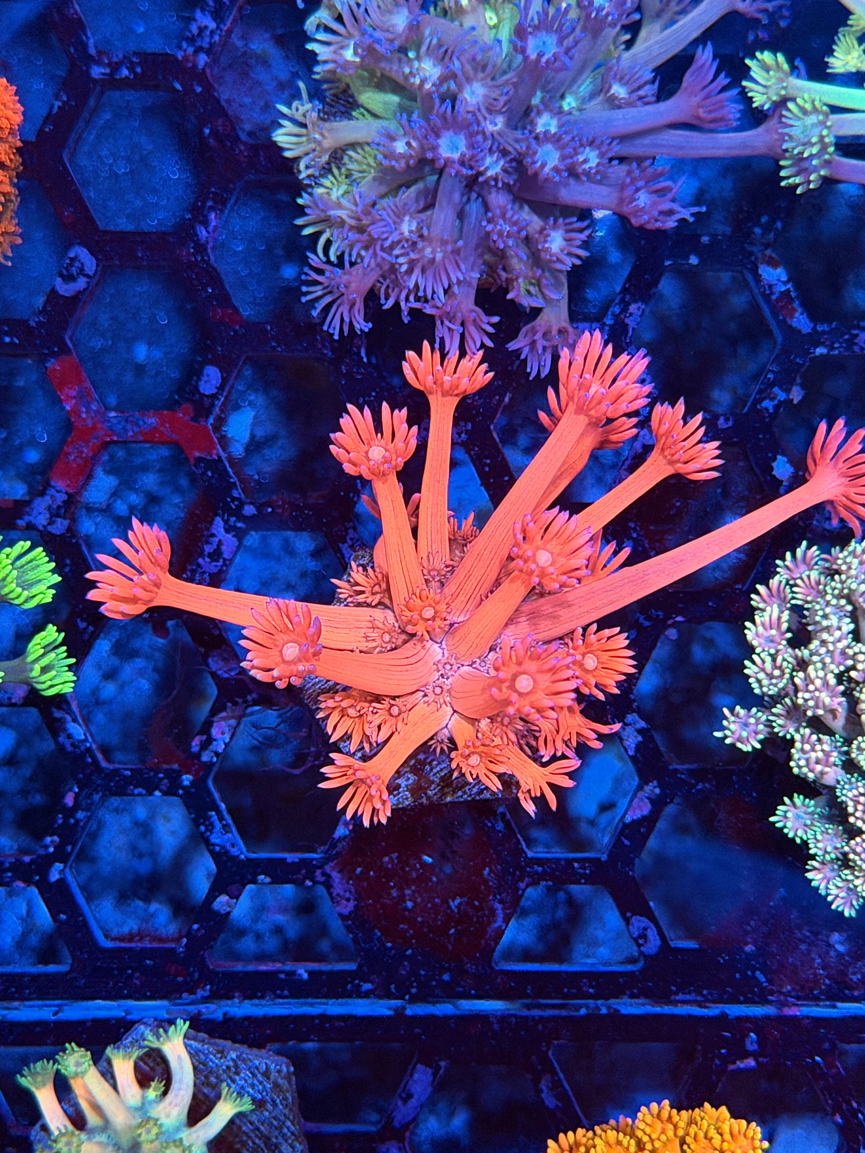 JEA Piglet Goniopora Coral