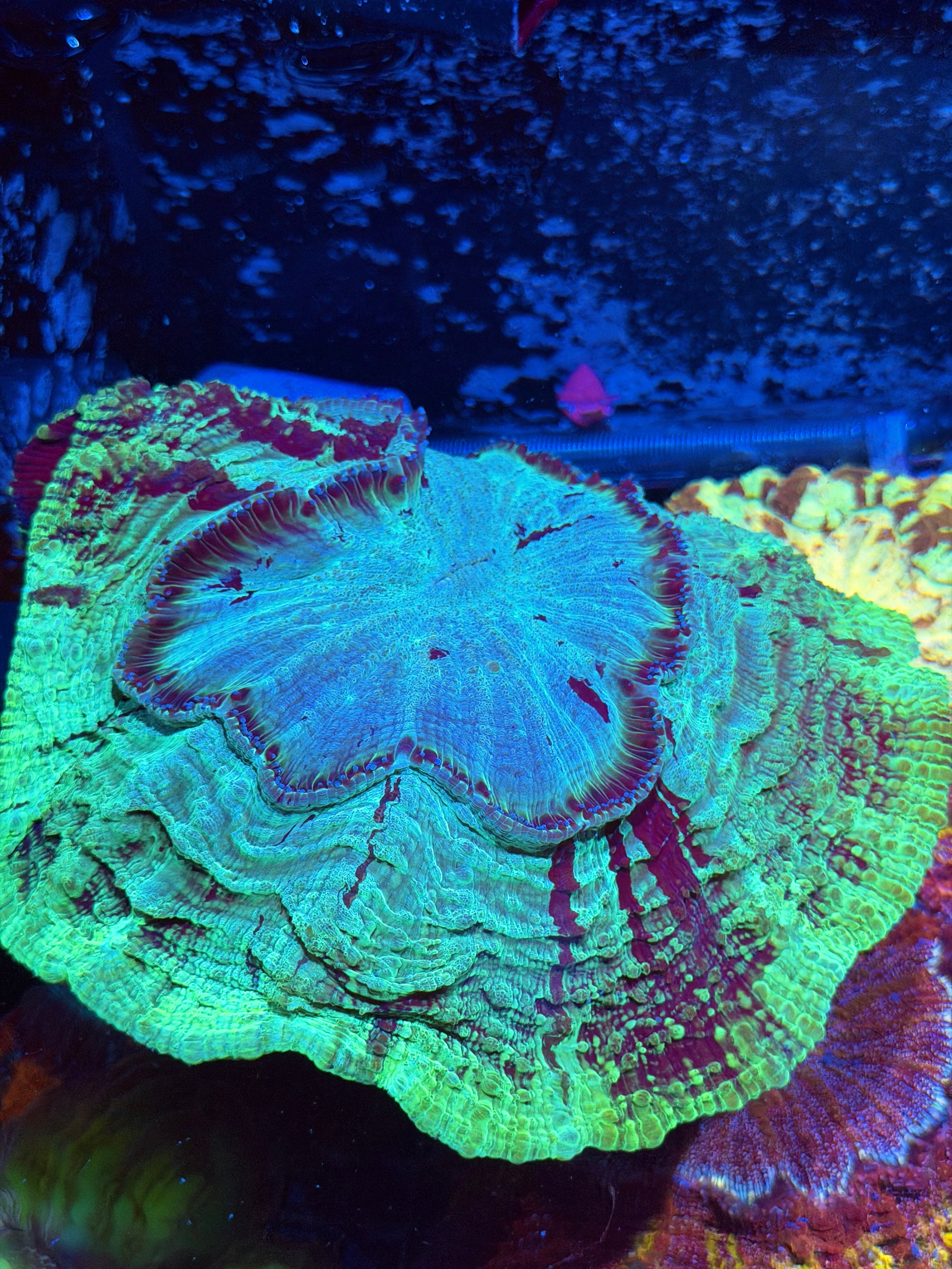 Multi Color Striped Acanthophyllia Meat Coral XXXL Show Size