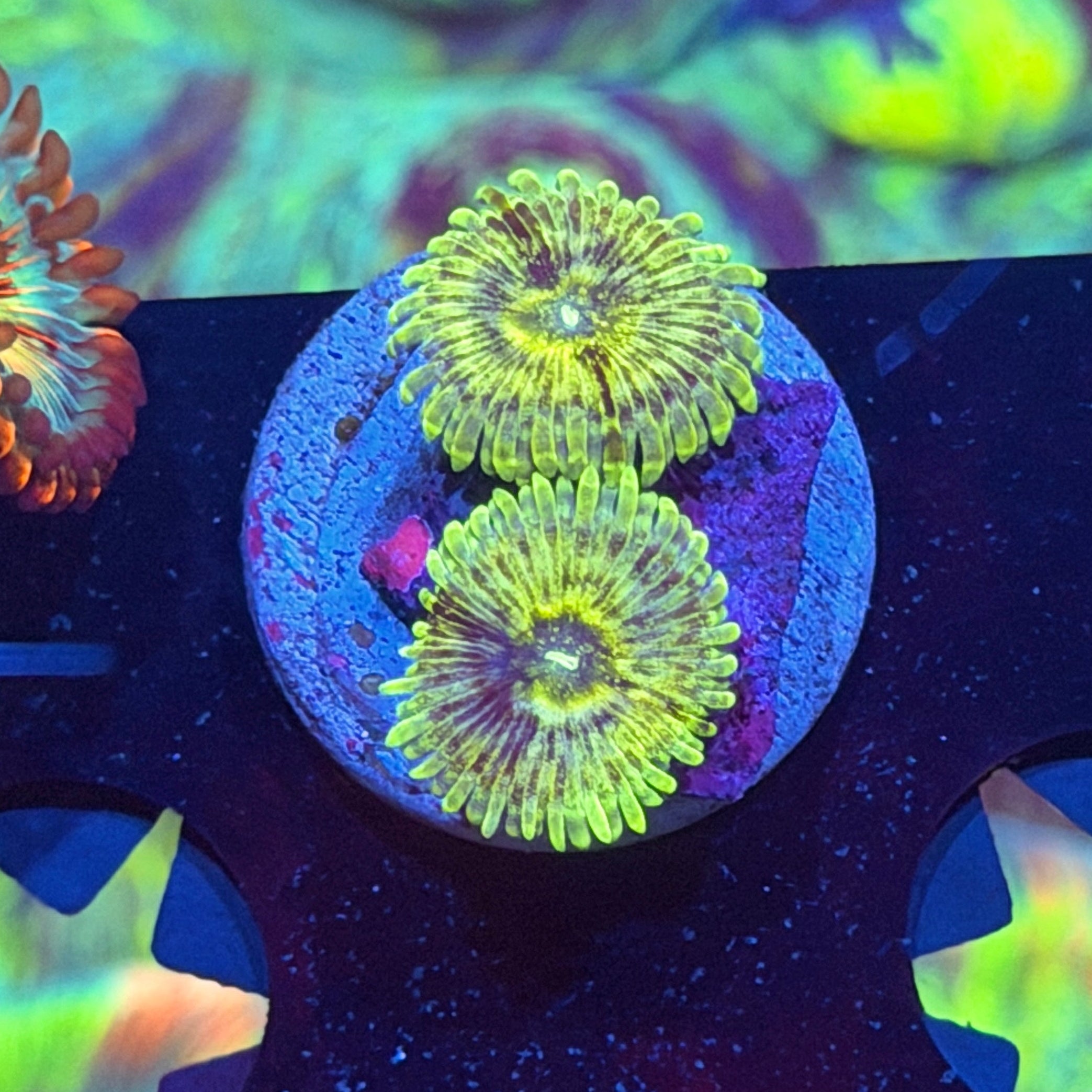 JEA OG Milky Way Zoanthid Coral 2 XL Polyps 4/24
