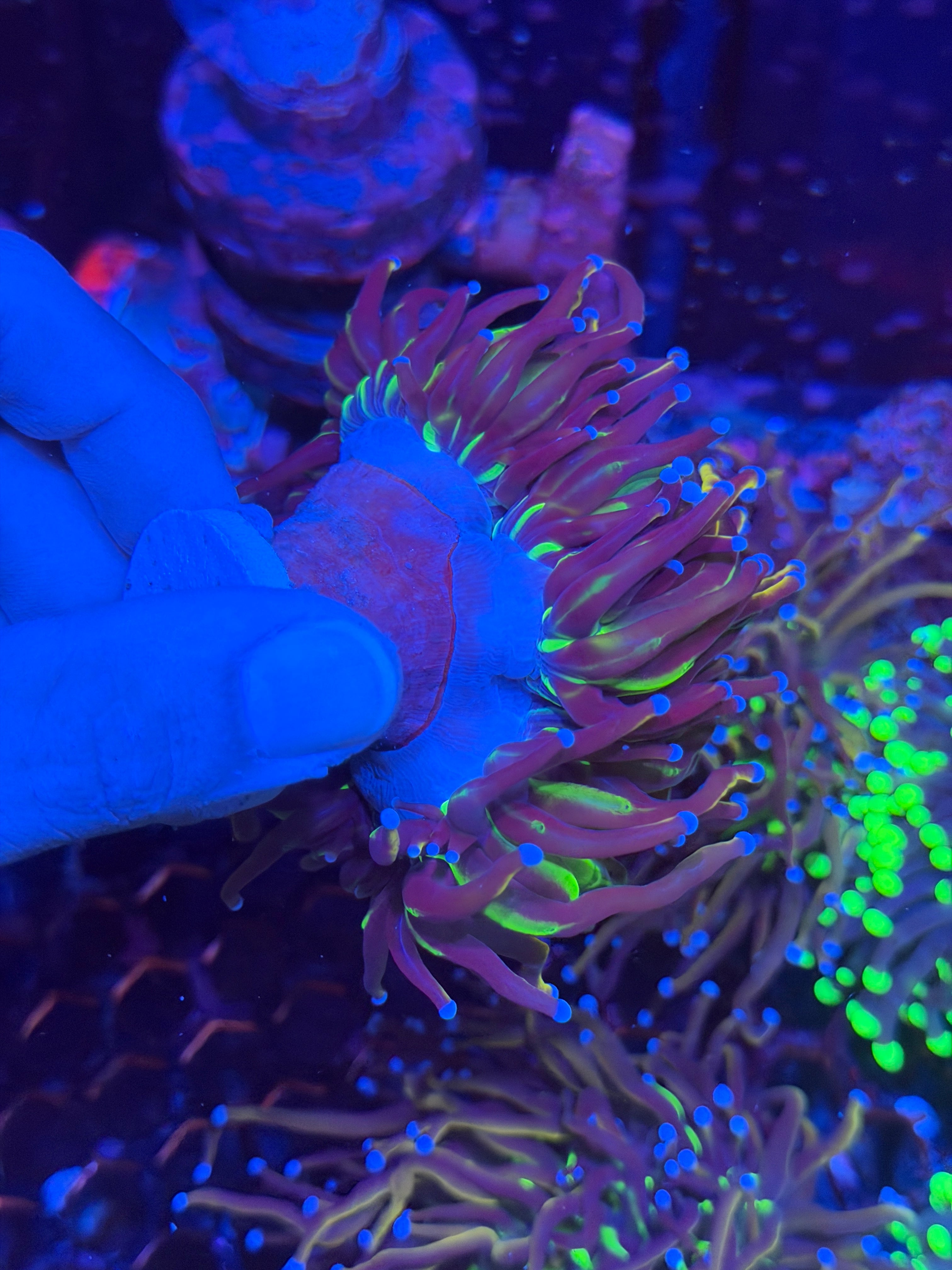 JEA Dragon Goddess Torch Coral 3 Heads Splitting XXL 11/28