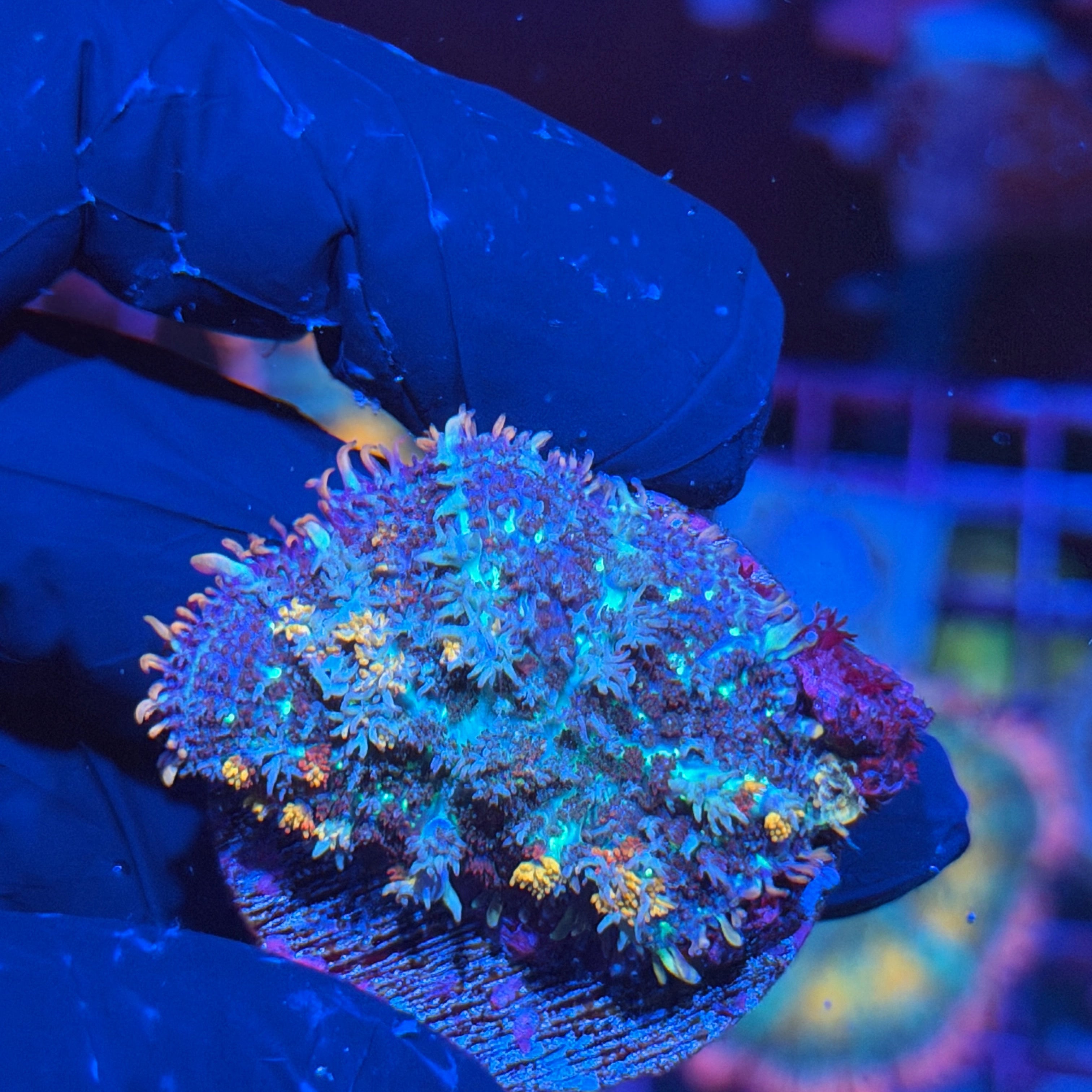 JEA Berserker Bounce Mushroom Coral 6/4