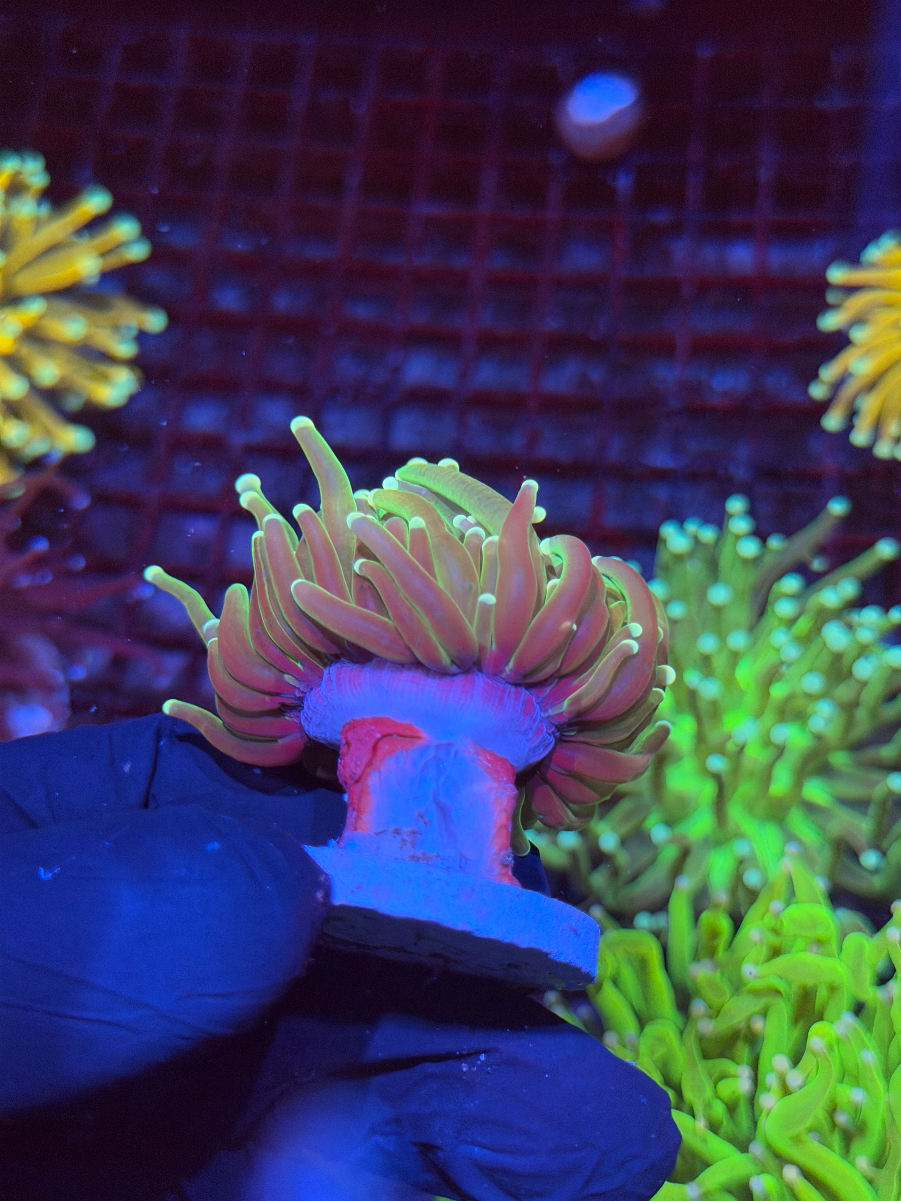 JEA Grafted Master Torch Coral 1 XL Head 9/6