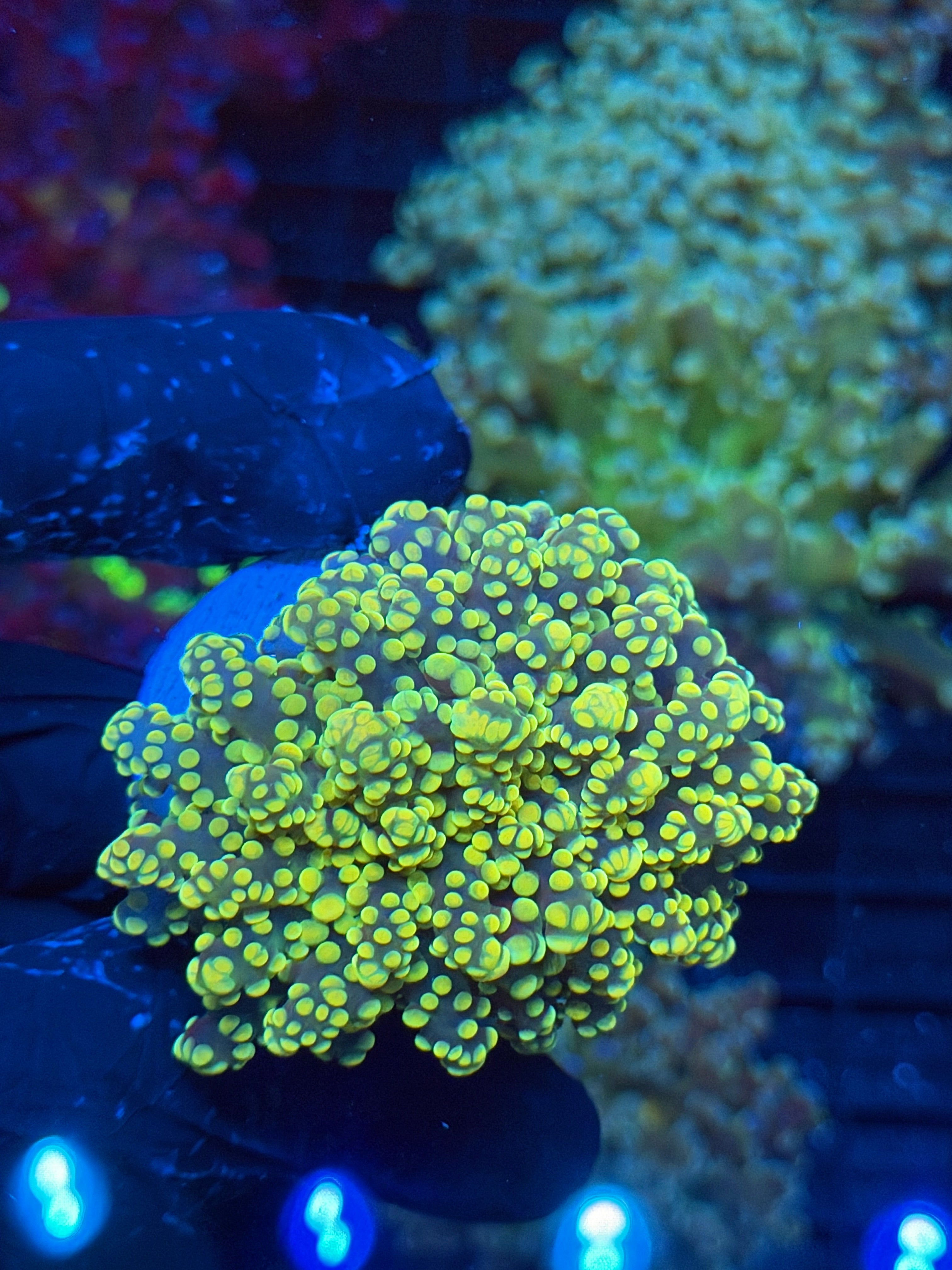 JEA Banana Frogspawn 1 Head XL 9/6