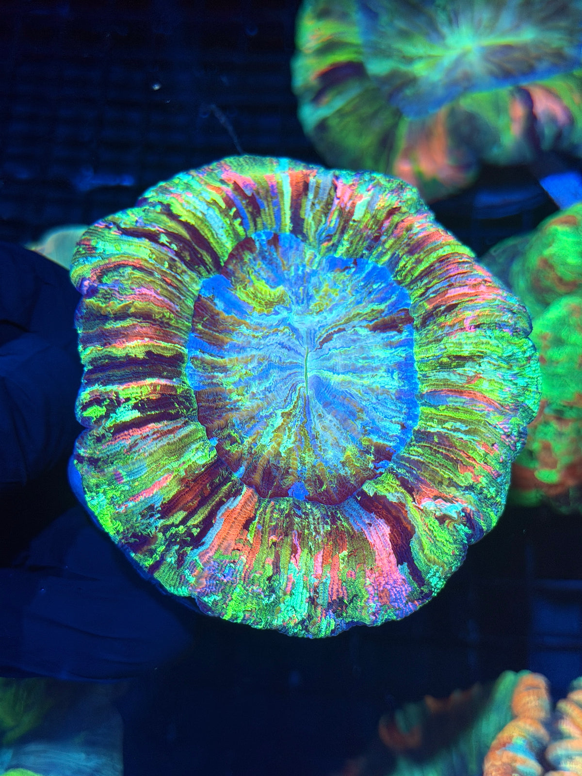 Insane Pink / Rainbow Wellsophyllia Meat Coral XL Show Piece 9/28