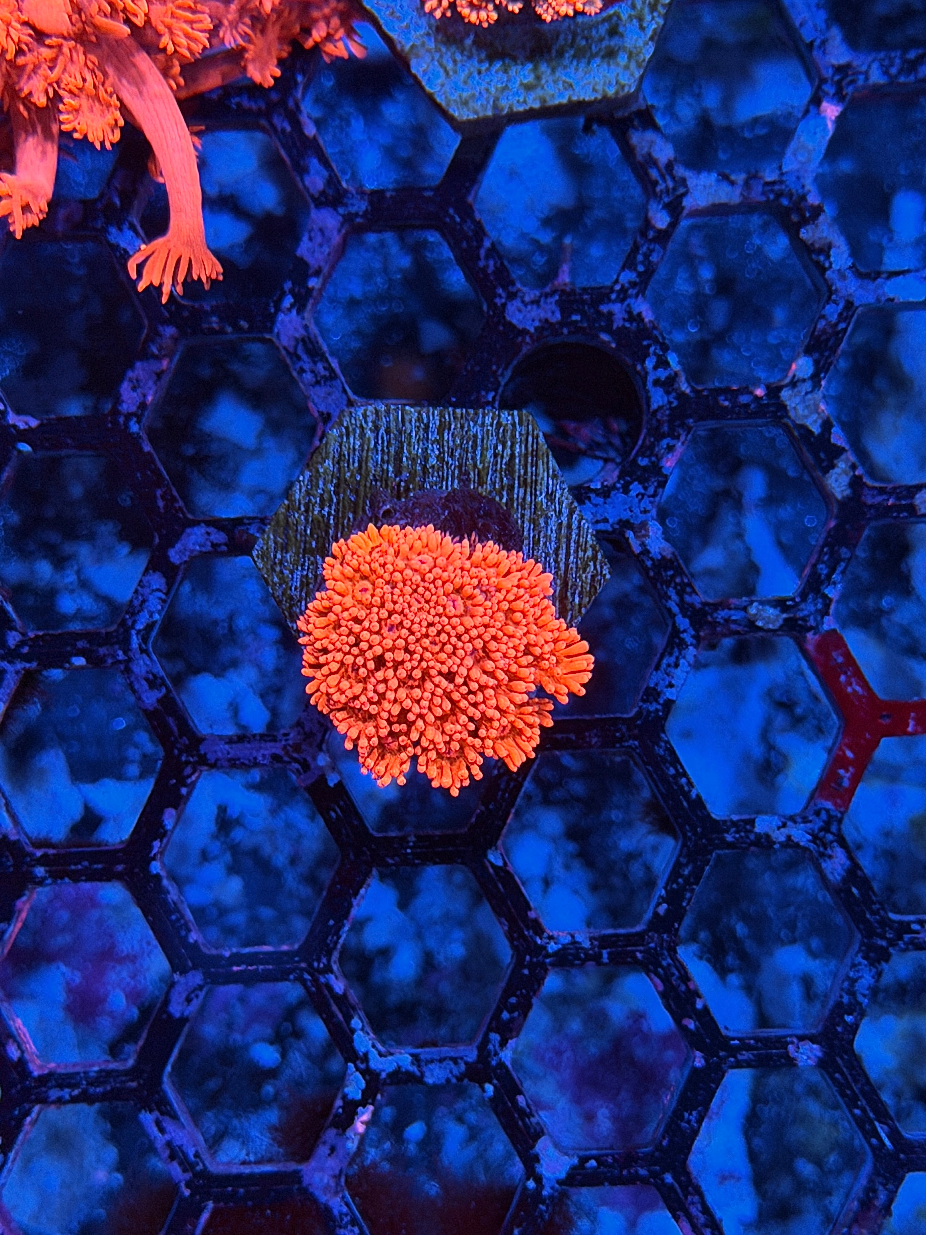 JEA Cherry Blossom Goniopora Coral