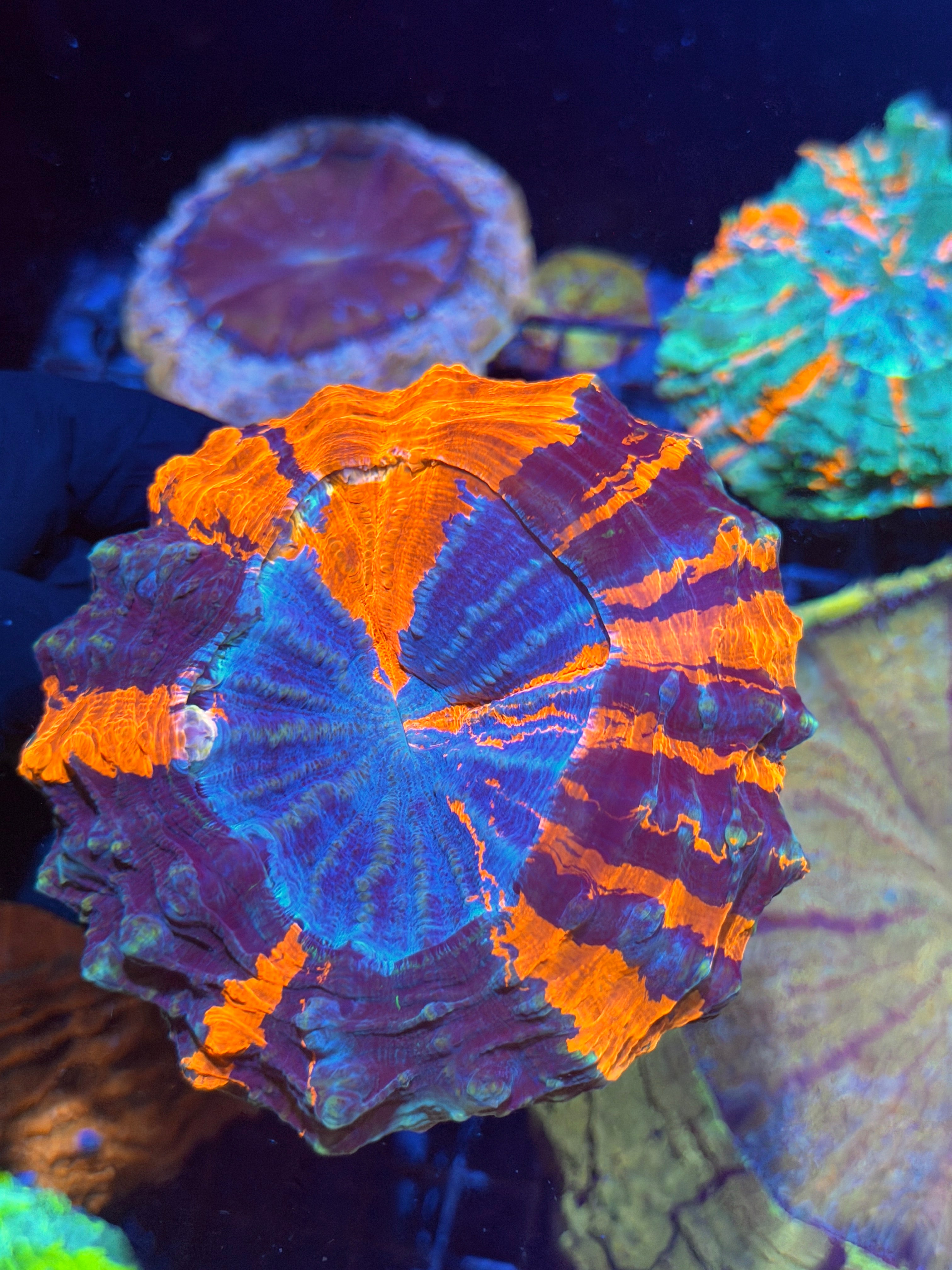 Insane Striped Acanthophyllia Meat Coral XL 8/28