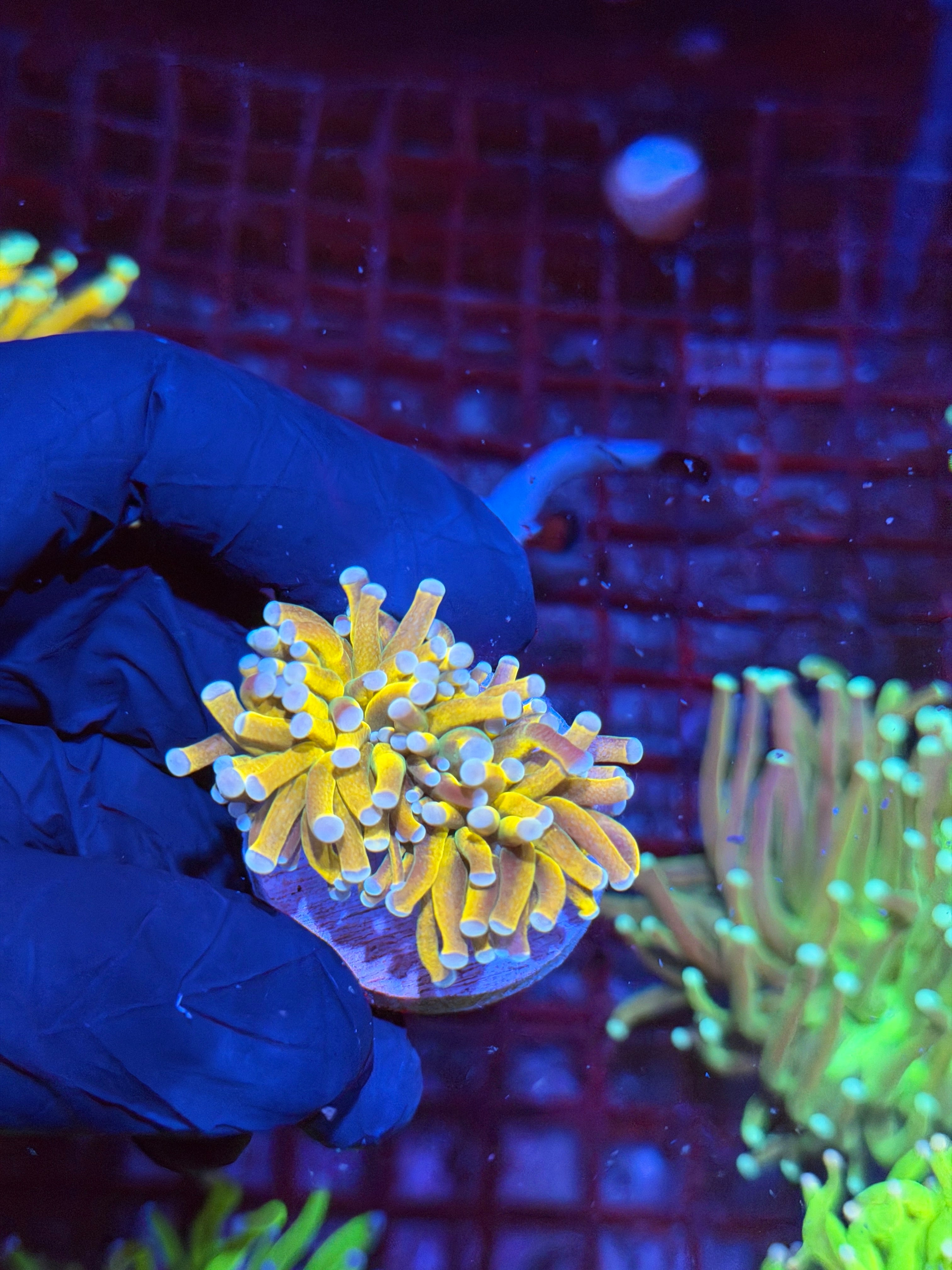 JEA Banana Torch Coral 2 Heads Splitting Collectors Piece 9/5