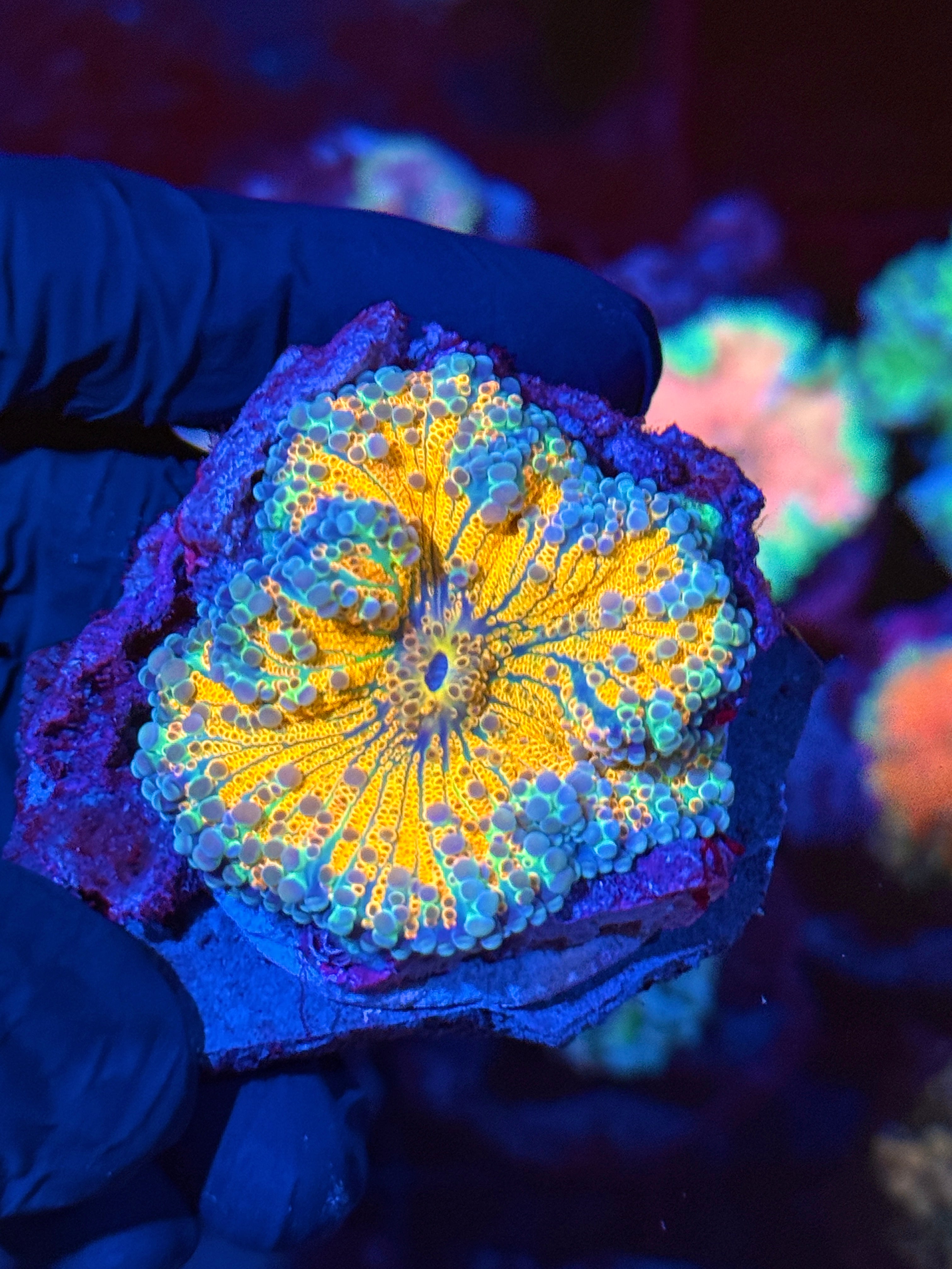 JEA Tangerine Dream Gumball Yuma Mushroom Coral XXL