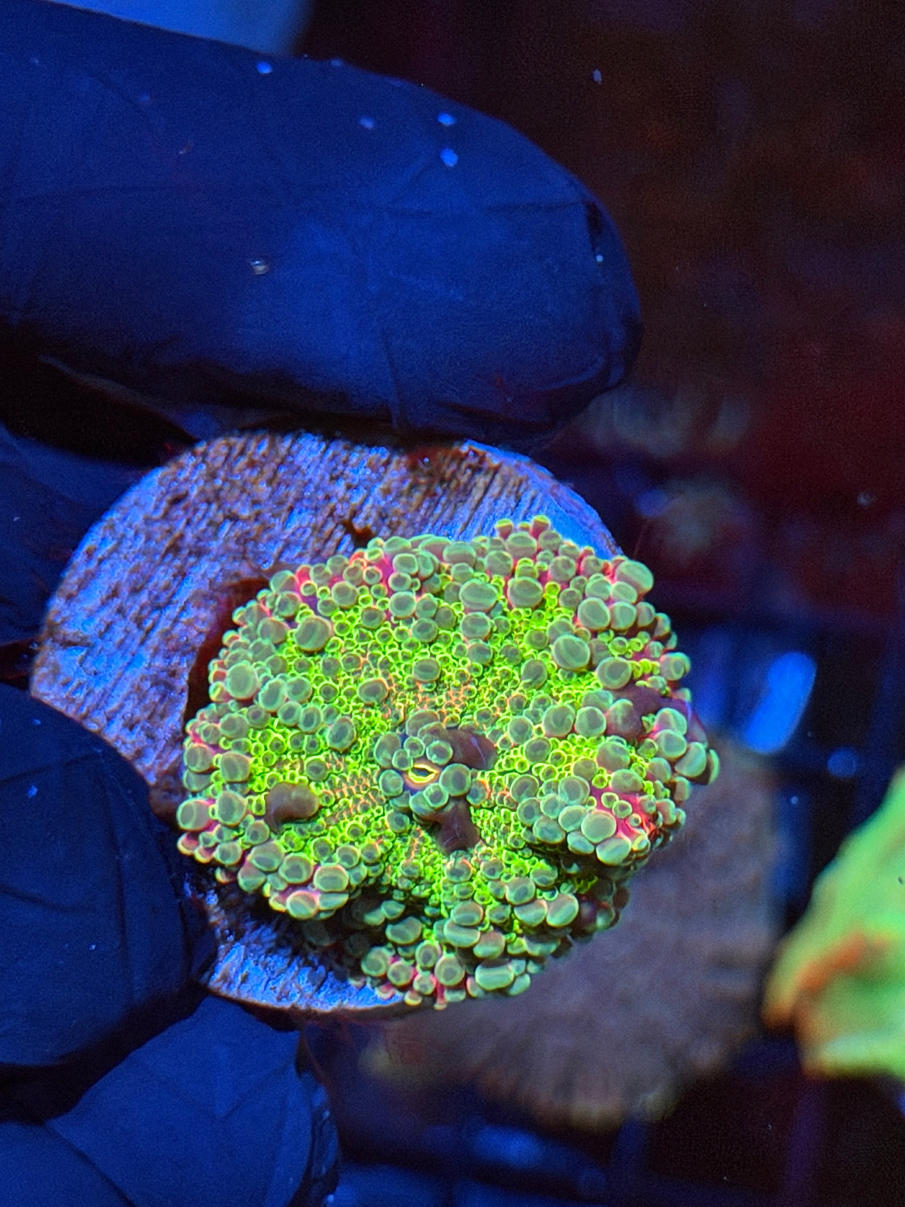 JEA Nuclear Warhead Yuma Mushroom Coral Bouncing 9/6