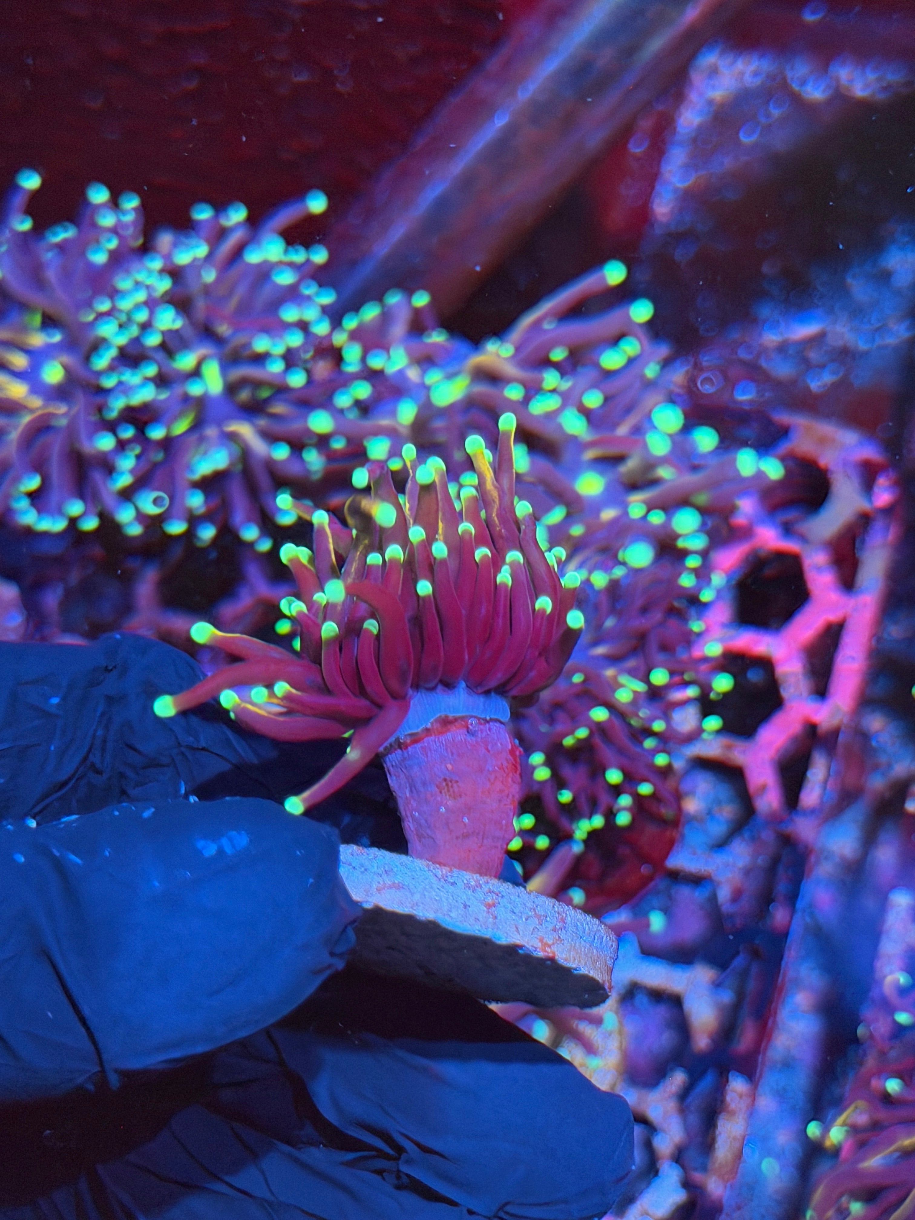 JEA OG Jester Torch Coral 1 XL Head 8/29