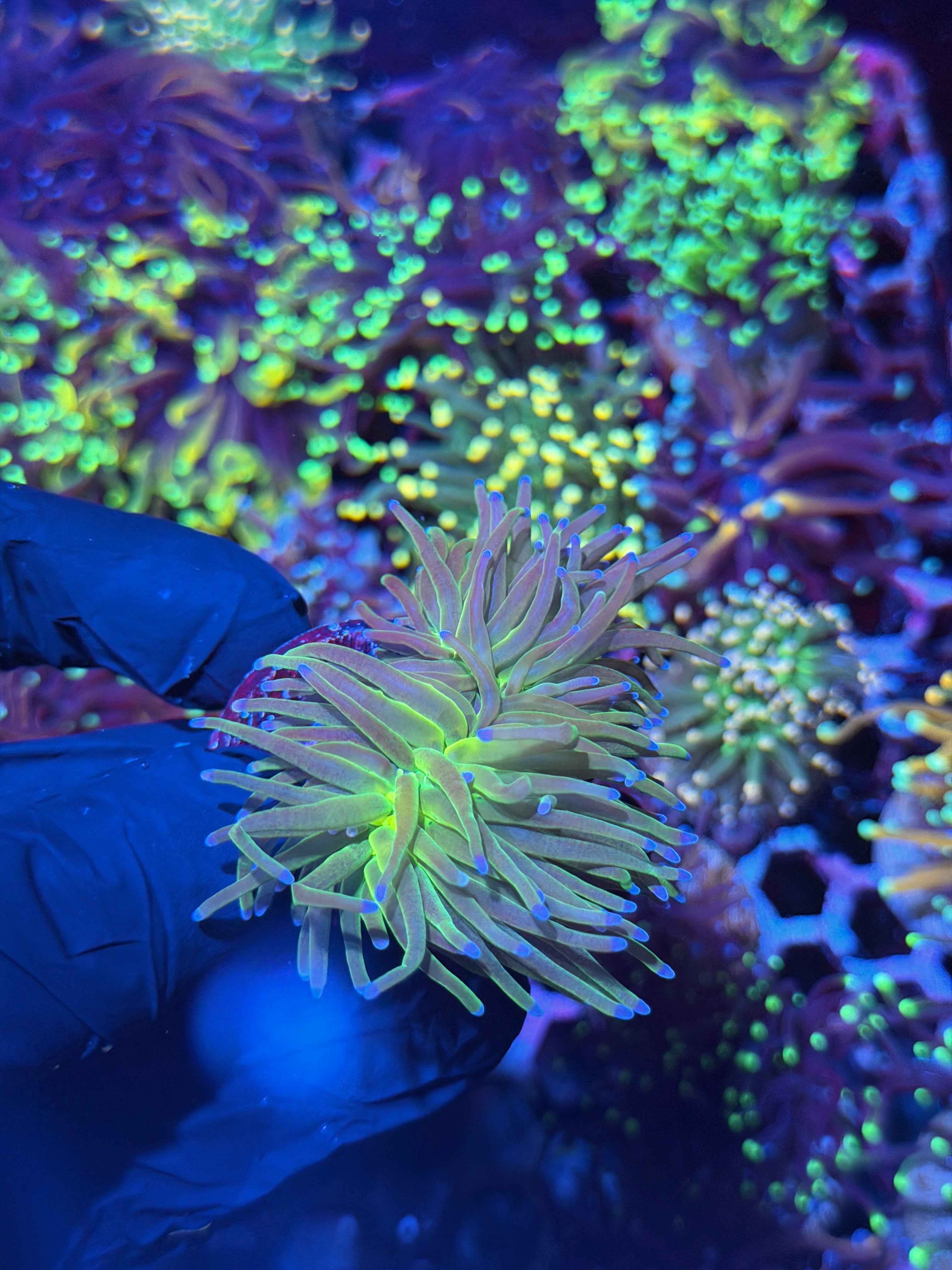 JEA Incredible Hulk Torch Coral 2 Heads