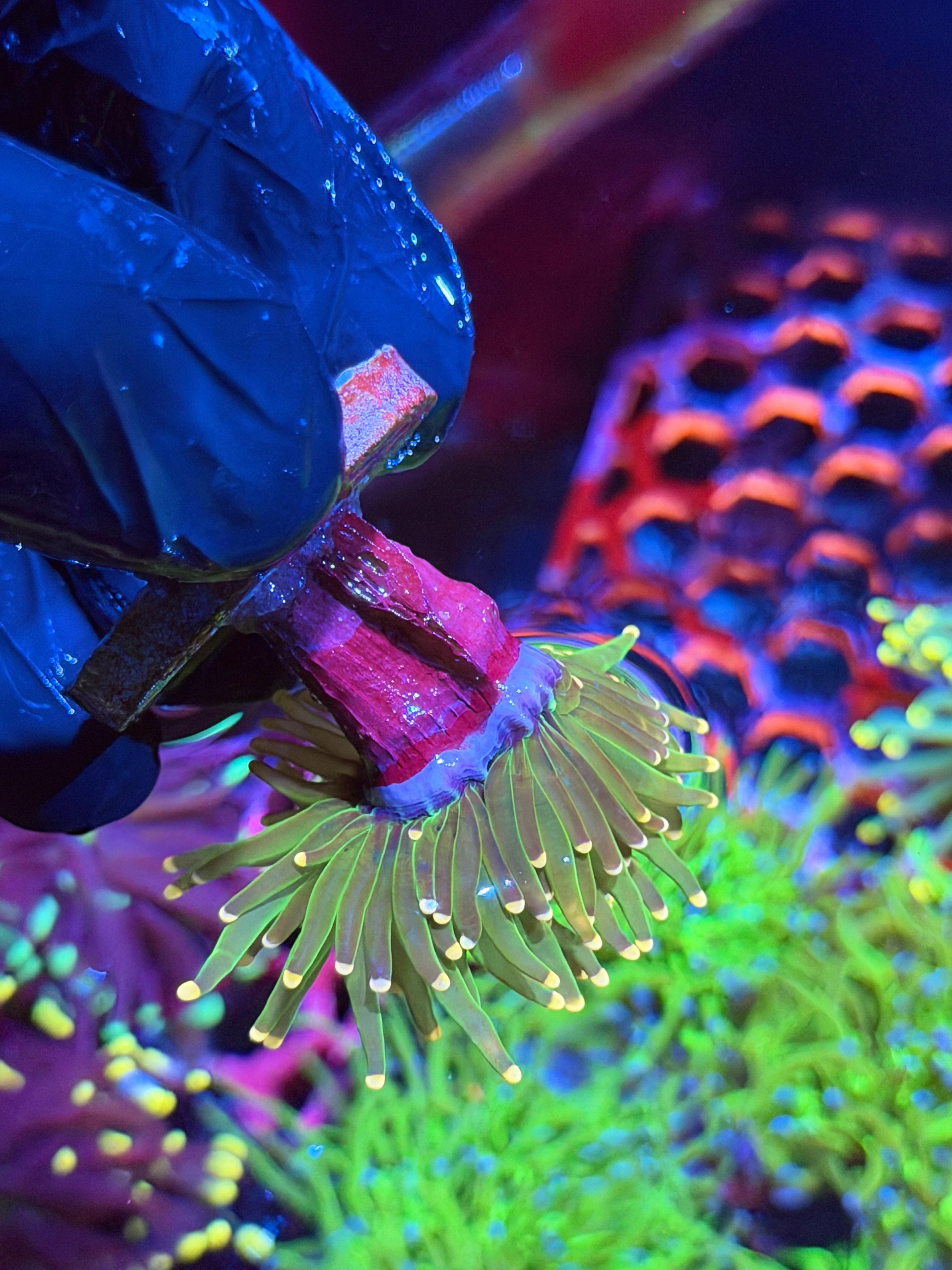 JEA Lemon Drop Torch Coral 1 XL Head Splitting 9/5