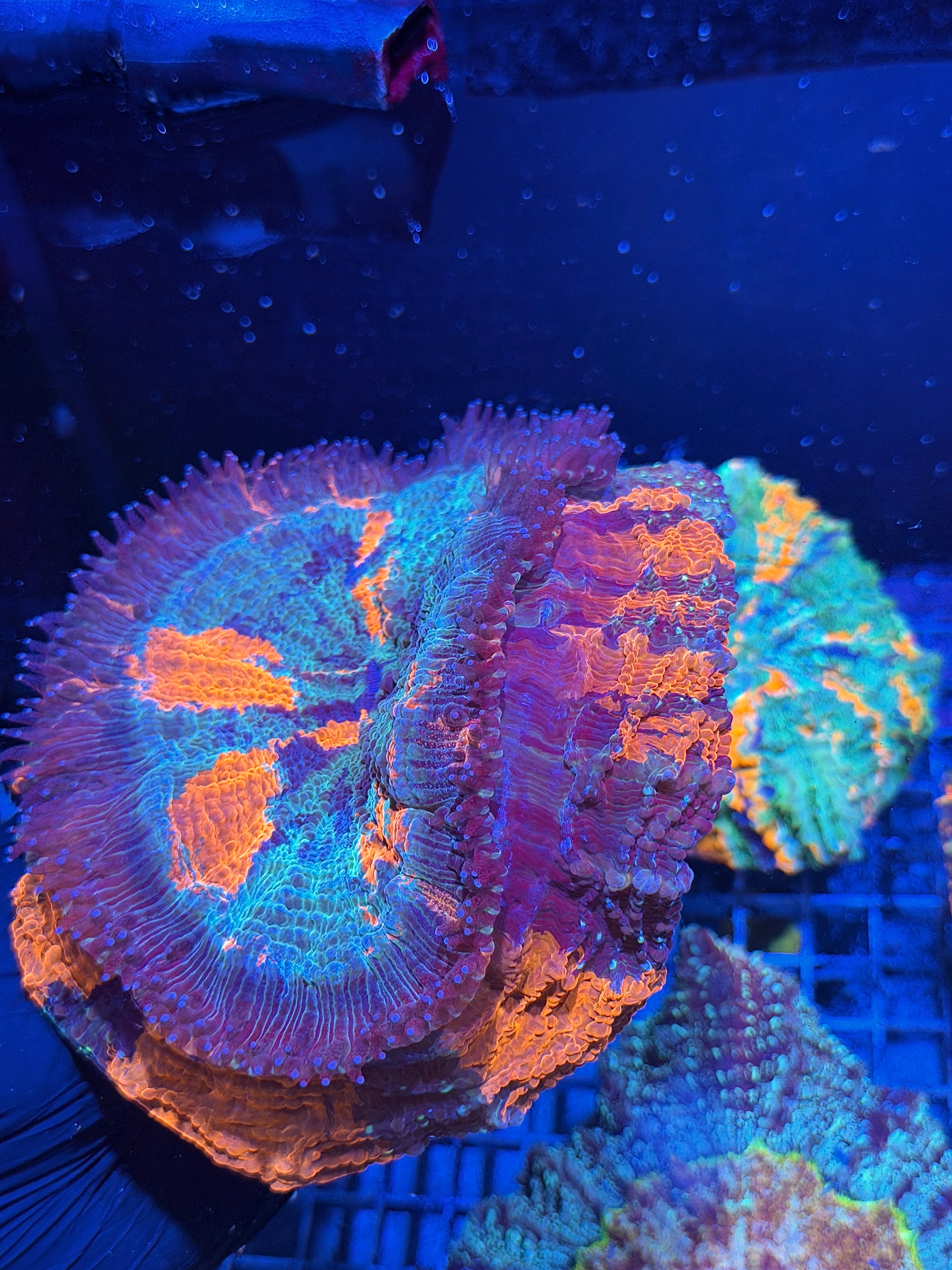 Striped Acanthophyllia Meat Coral XXL Show