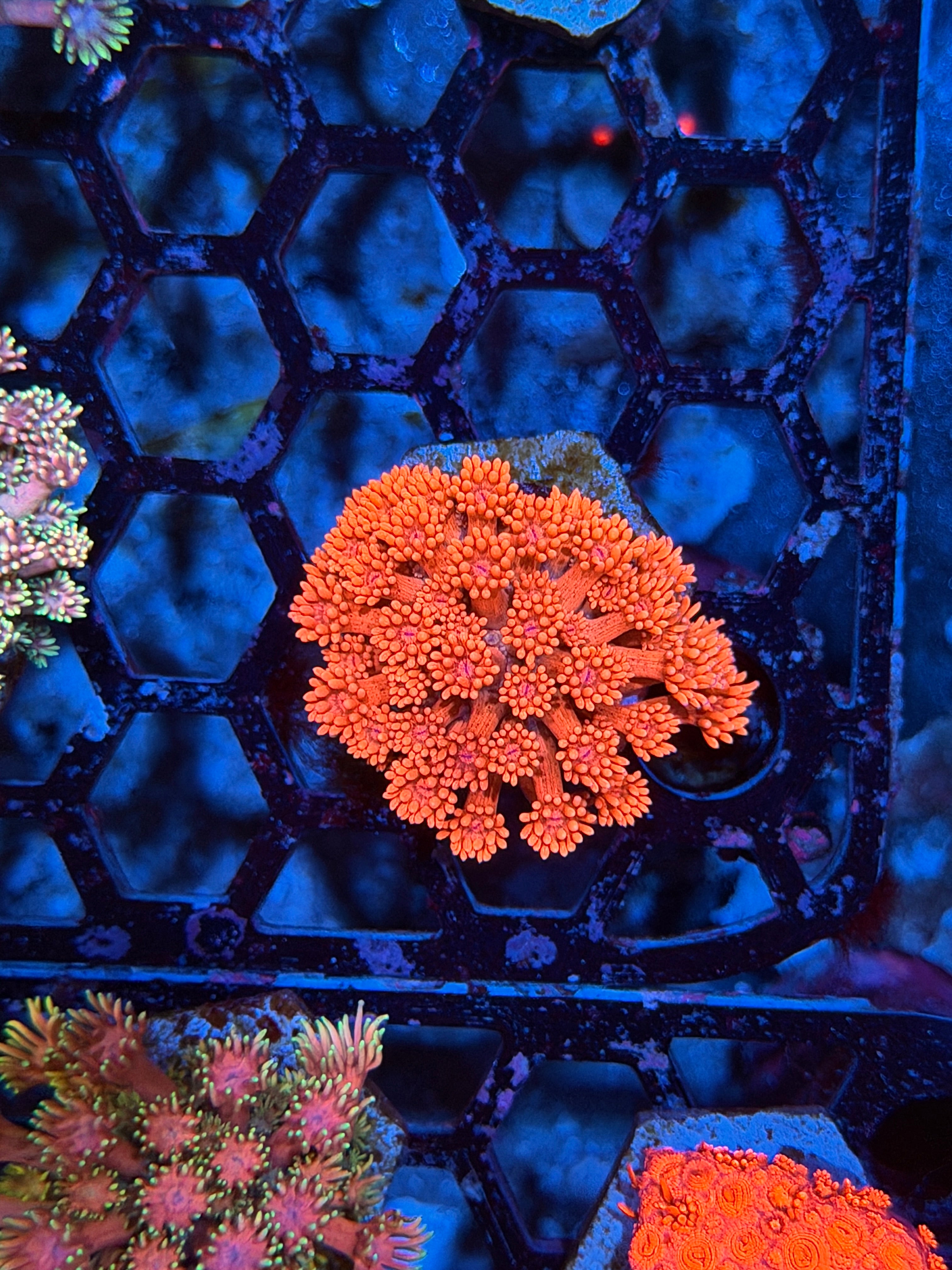 JEA Pink Stardust Goniopora Coral