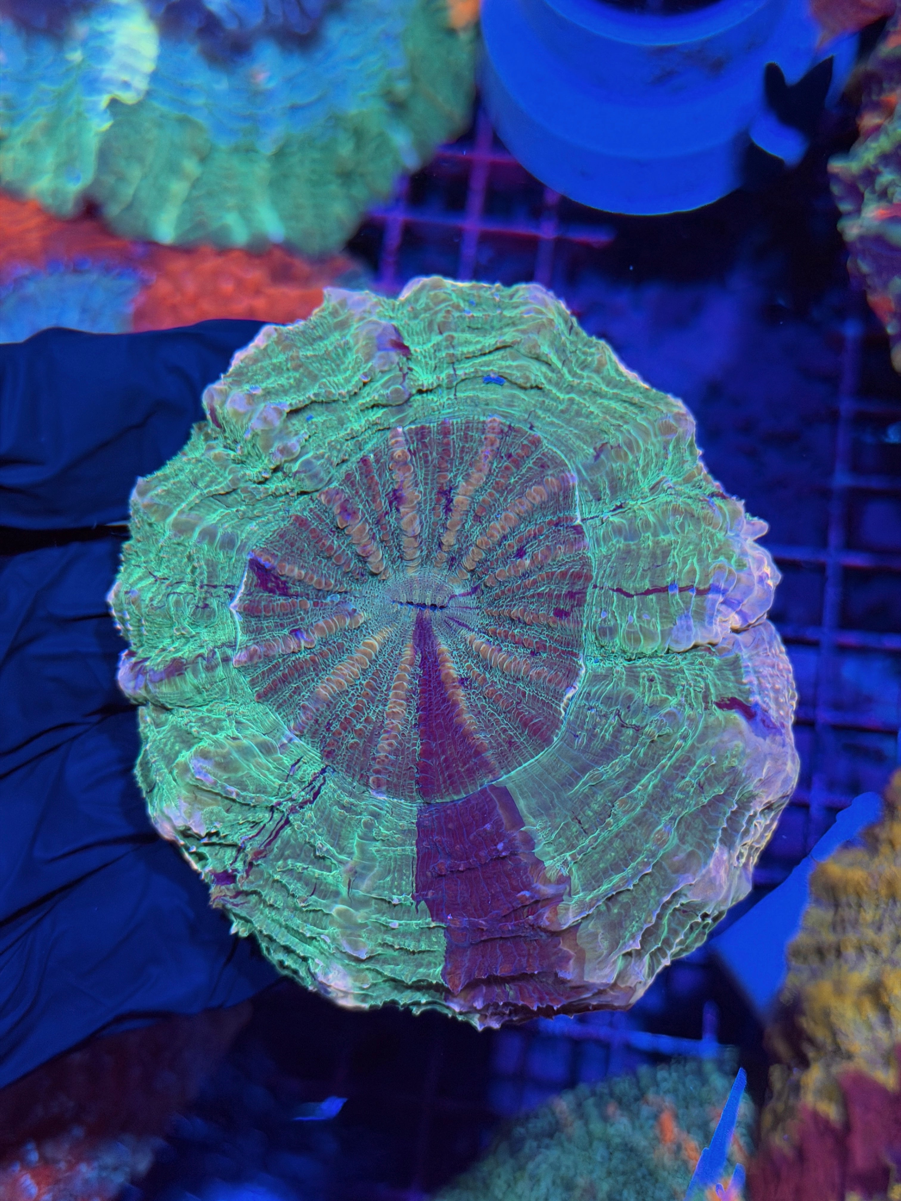 Insane Pink Rim Acanthophyllia Meat Coral 3/24