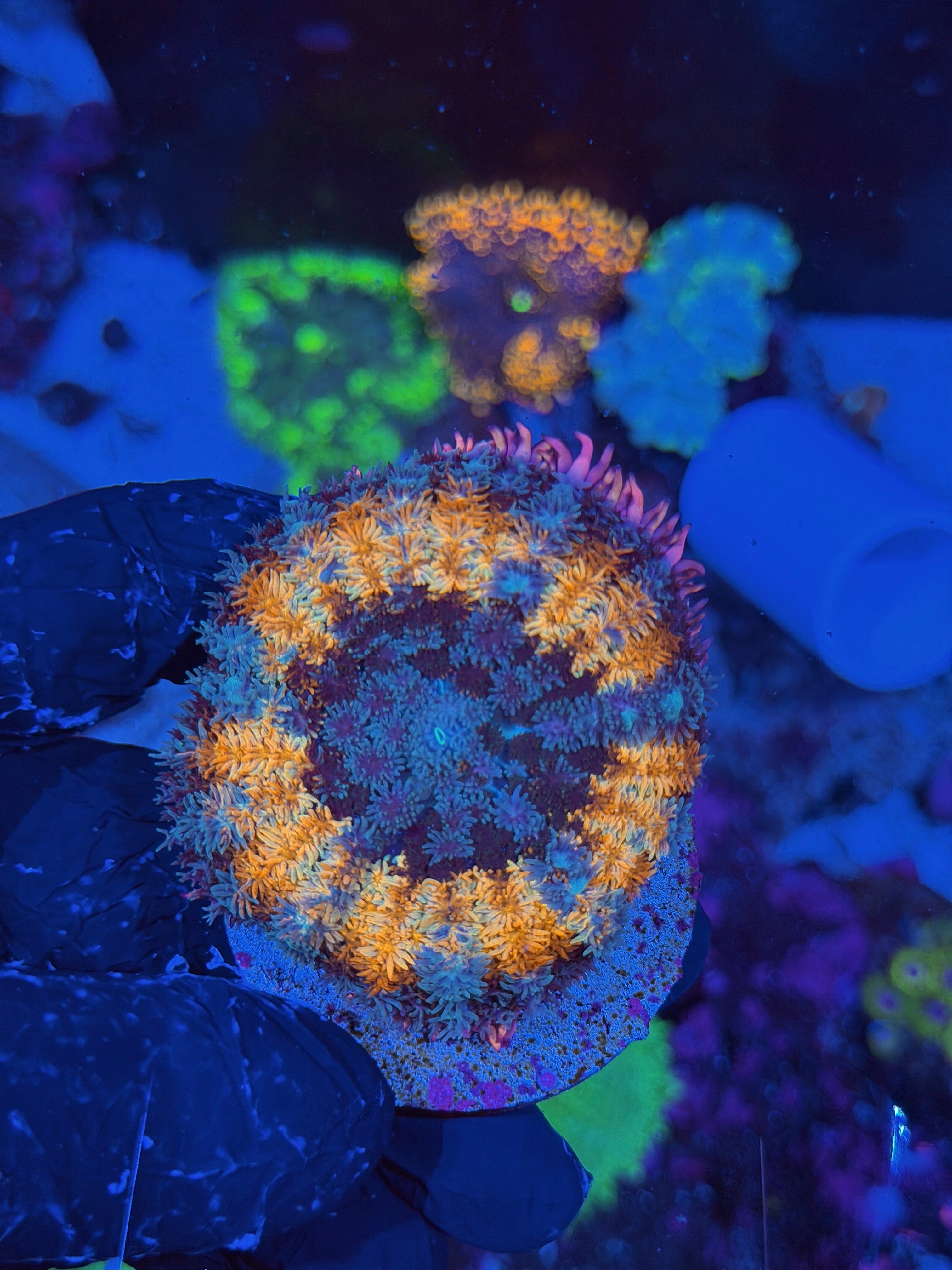 JEA Spellcaster Bounce Mushroom Coral XXL
