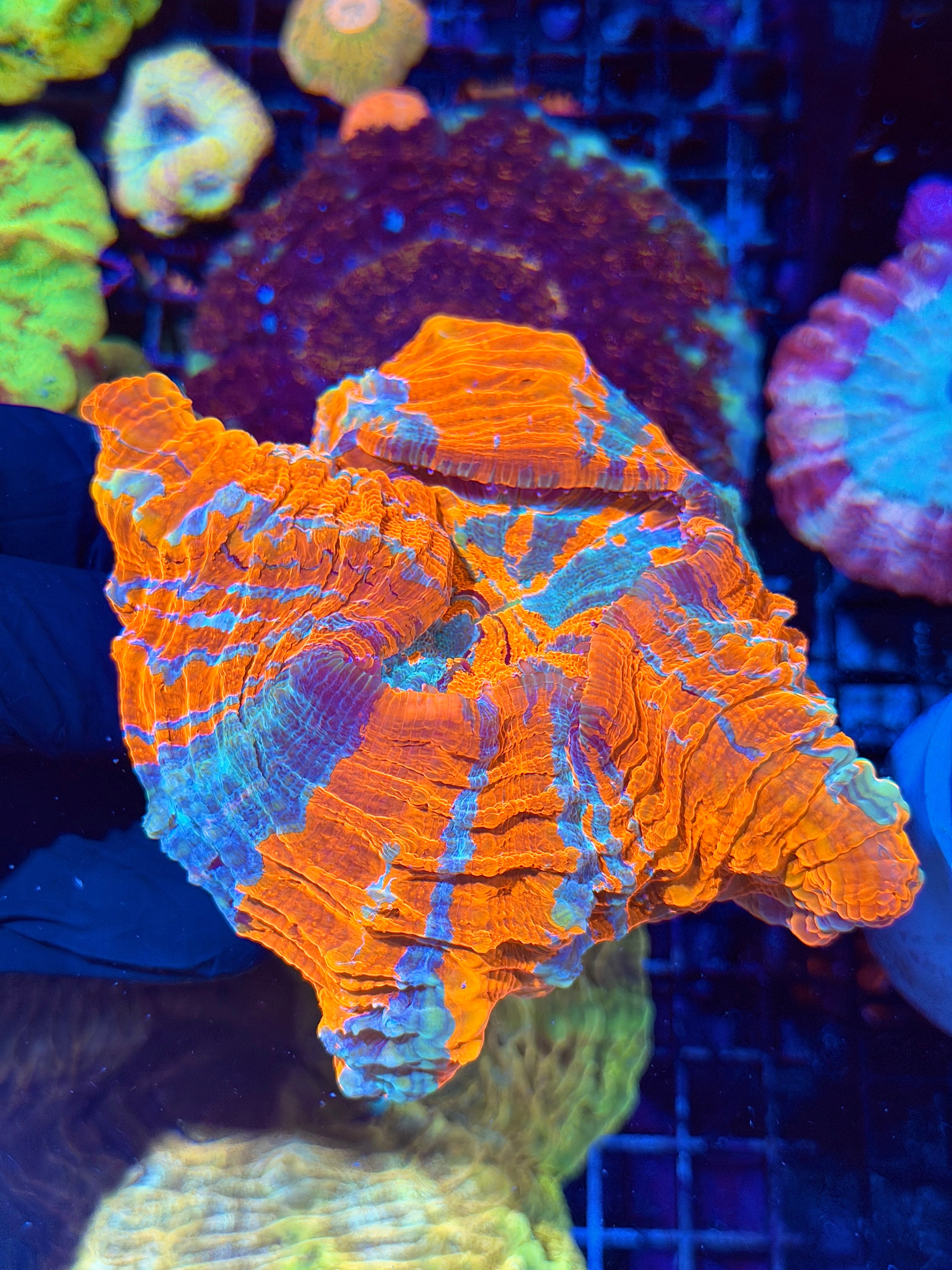 Insanely Bright Striped Acanthophyllia Meat Coral XL Show Piece