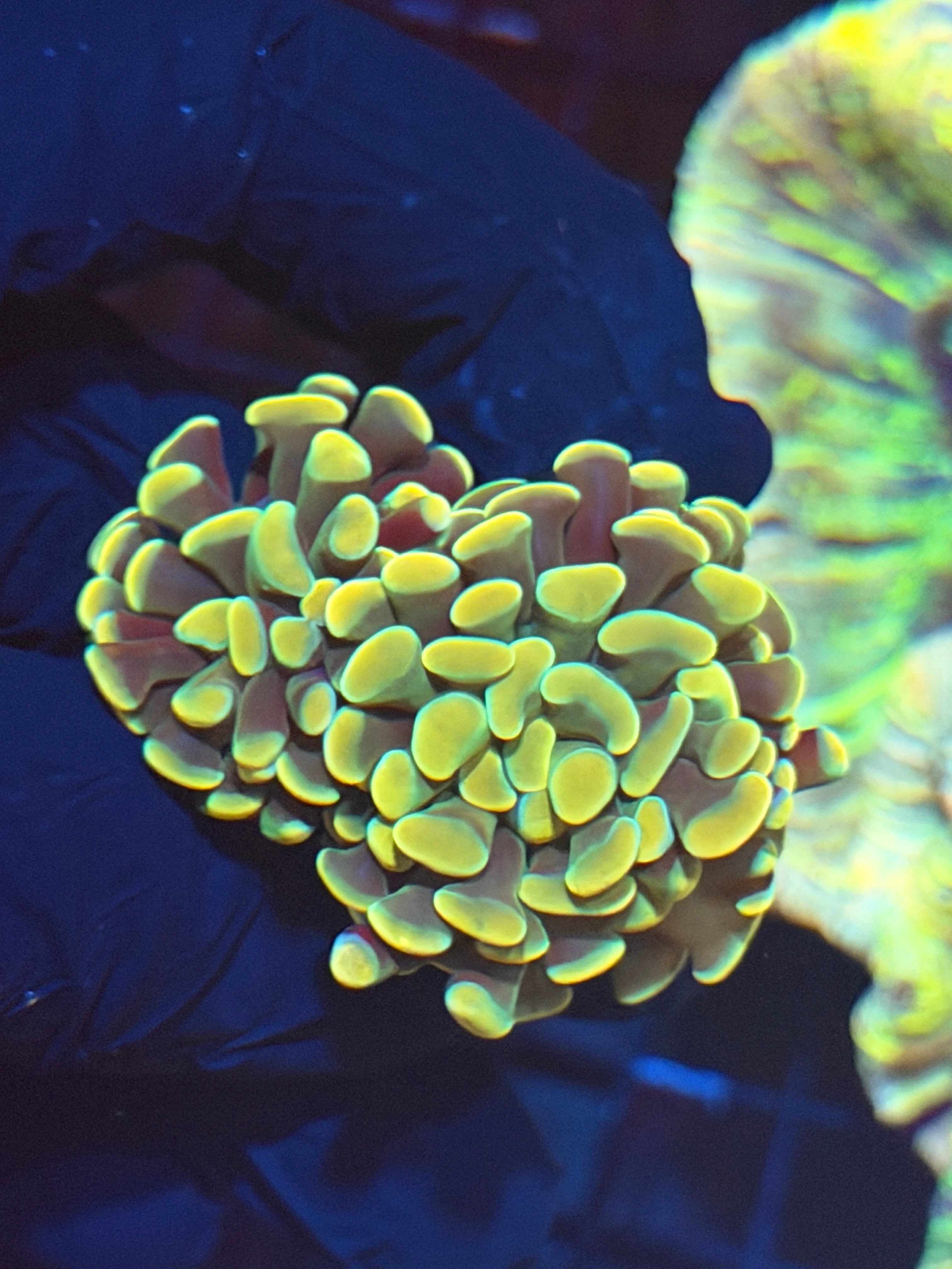 JEA Golden Boy Hammer Coral 2 Heads 8/23