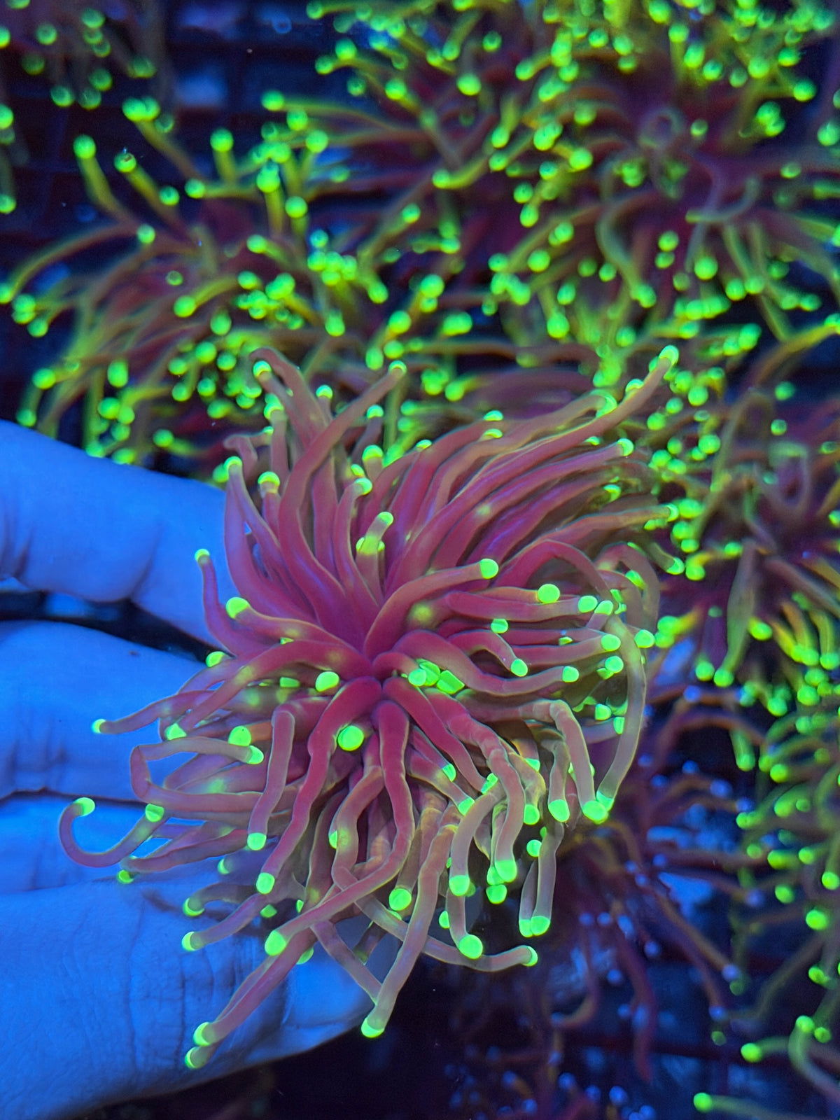 JEA Glowstick Torch Coral 2 Heads 9/21