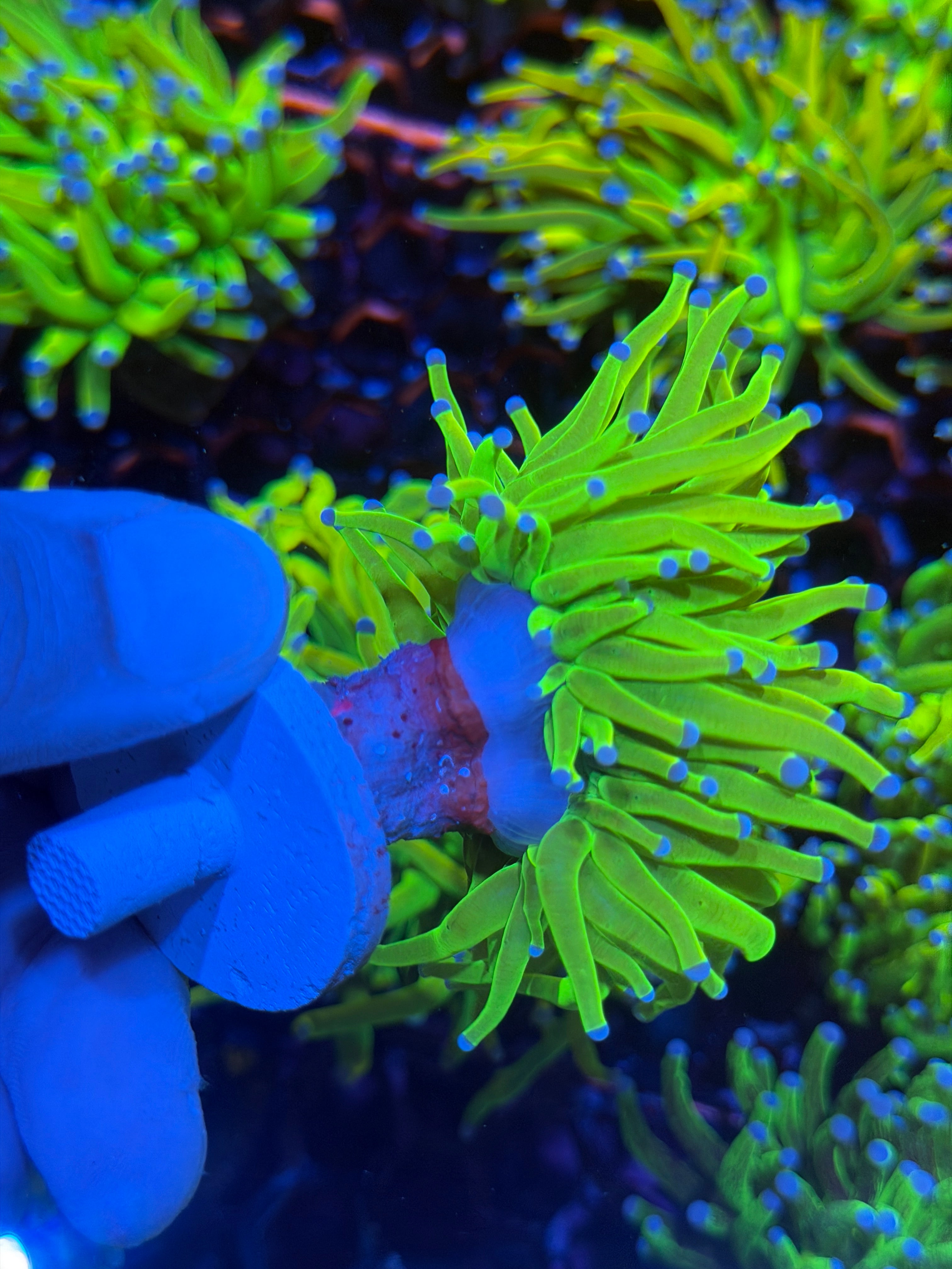 JEA Holy Grail Torch Coral Cluster Splitting 3 Ways XXL 12/1