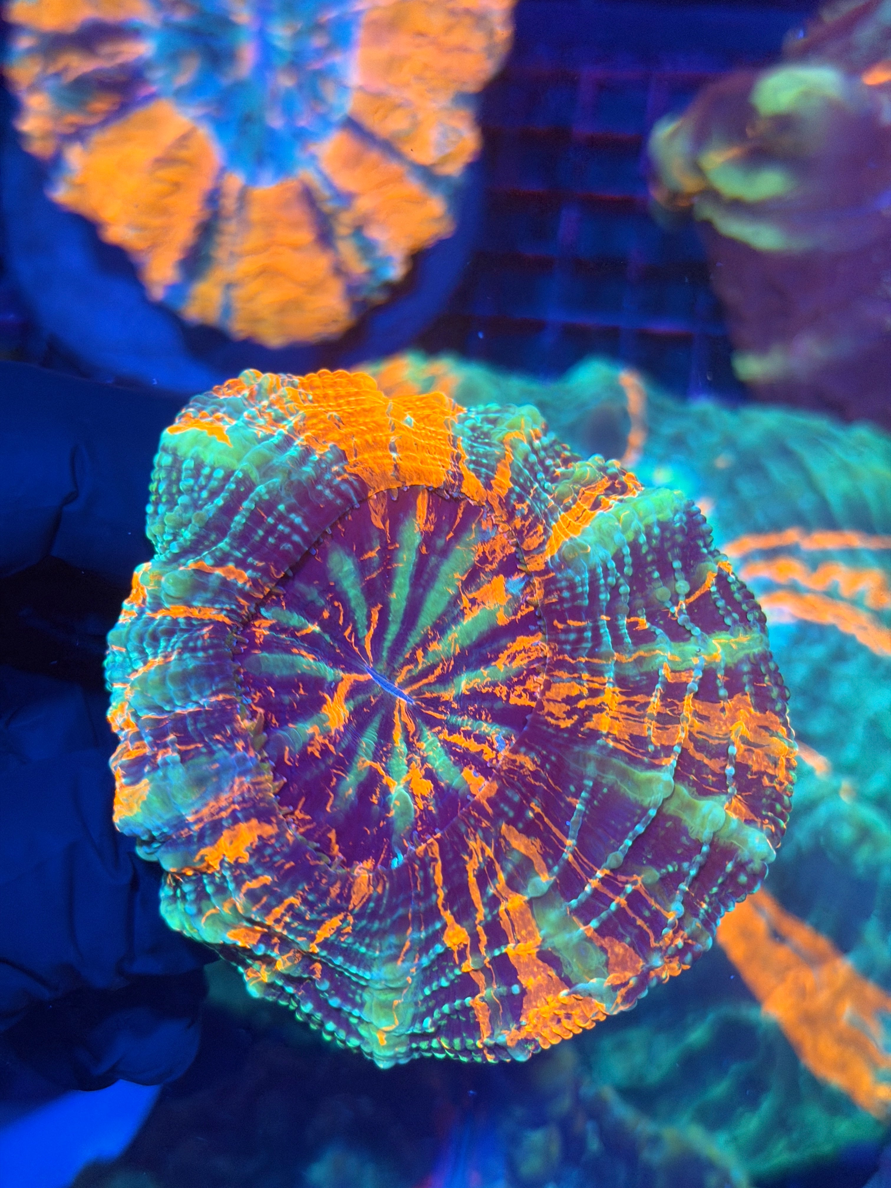 War Paint Acanthophyllia Meat Coral Insane Patterns 12/1