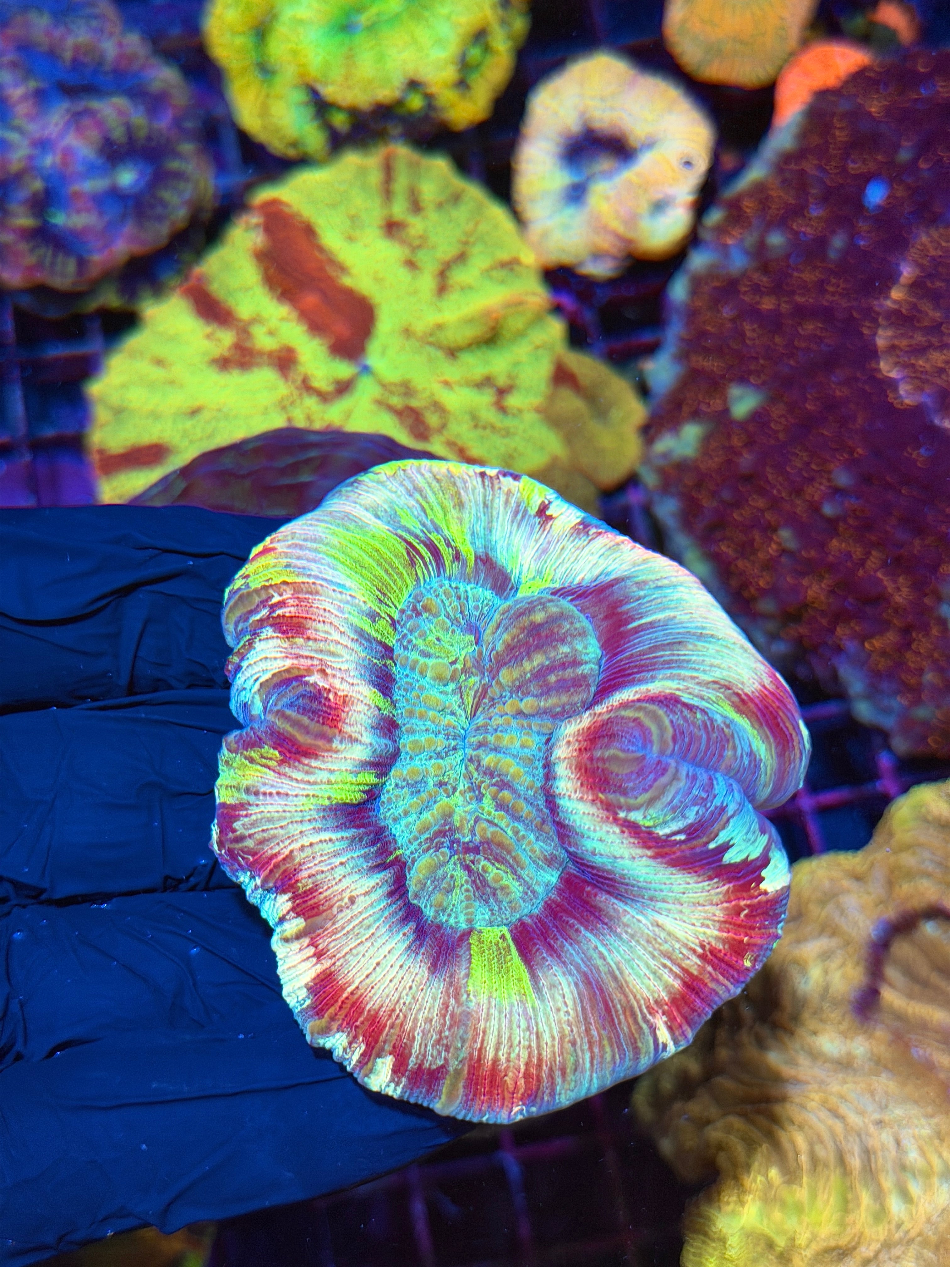 Psychedelic Rainbow Trachy Unique Show Piece