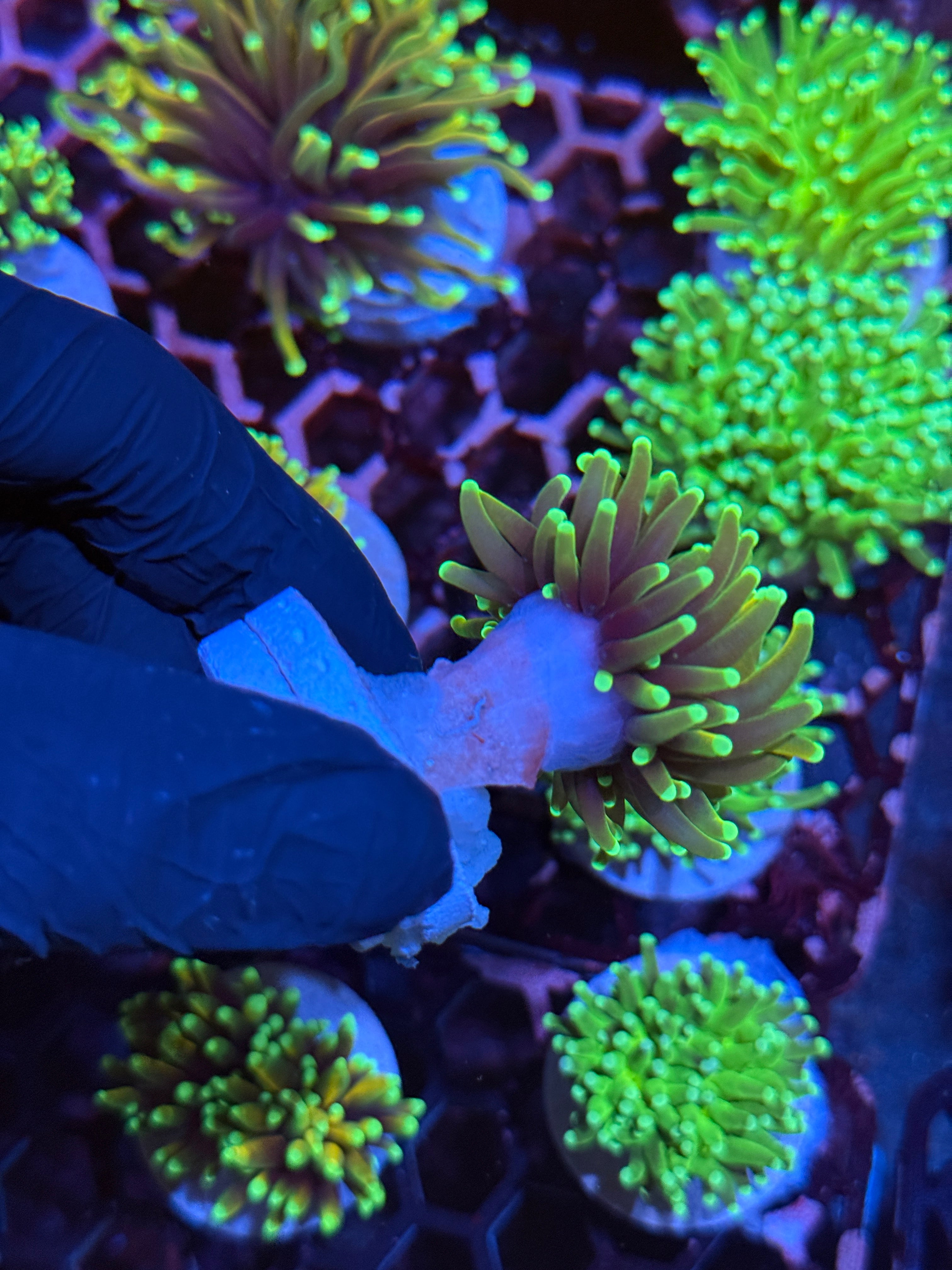 JEA Hellfire Torch Coral 1 Head