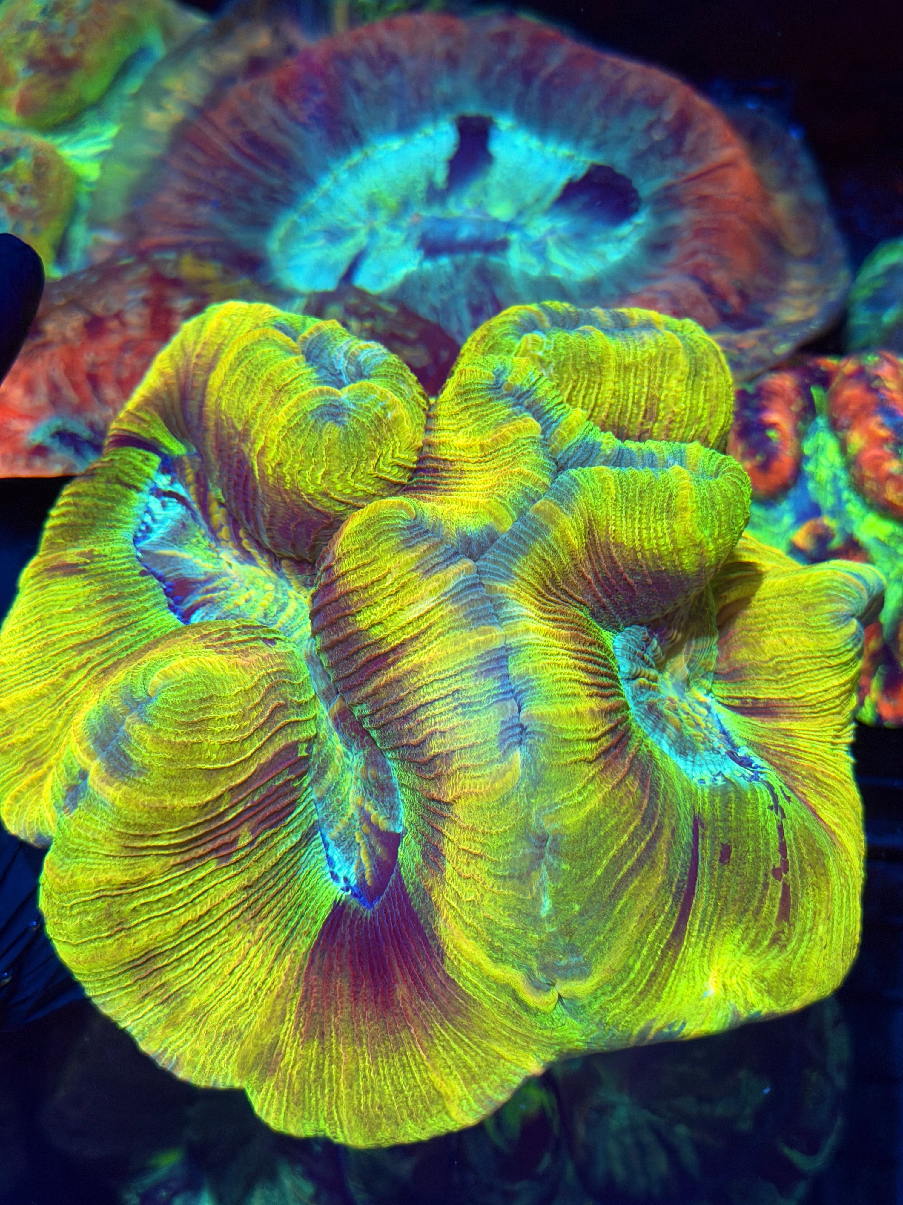 Insane Yellow Multicolor Trachyphyllia Meat Coral BRIGHT