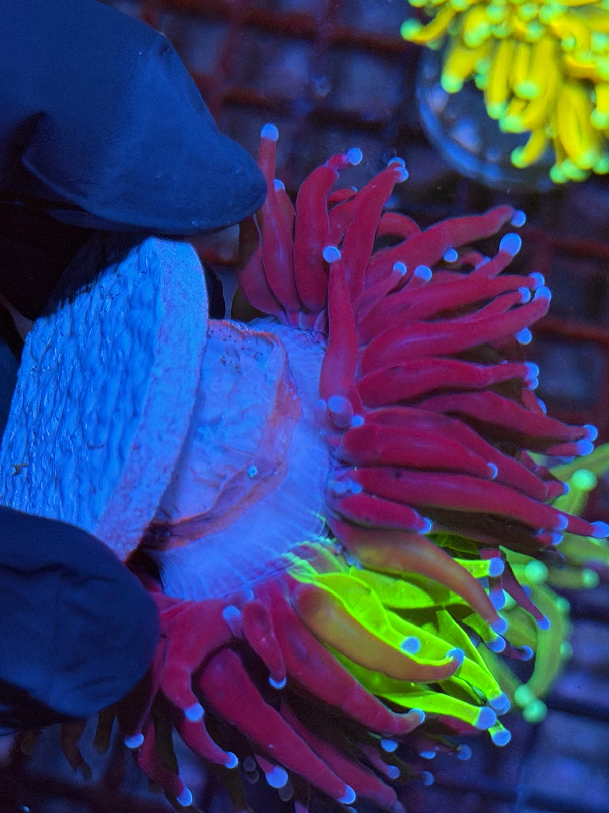 JEA Grafted Holy Grail Torch Coral 1 XXL Head Splitting 9/22