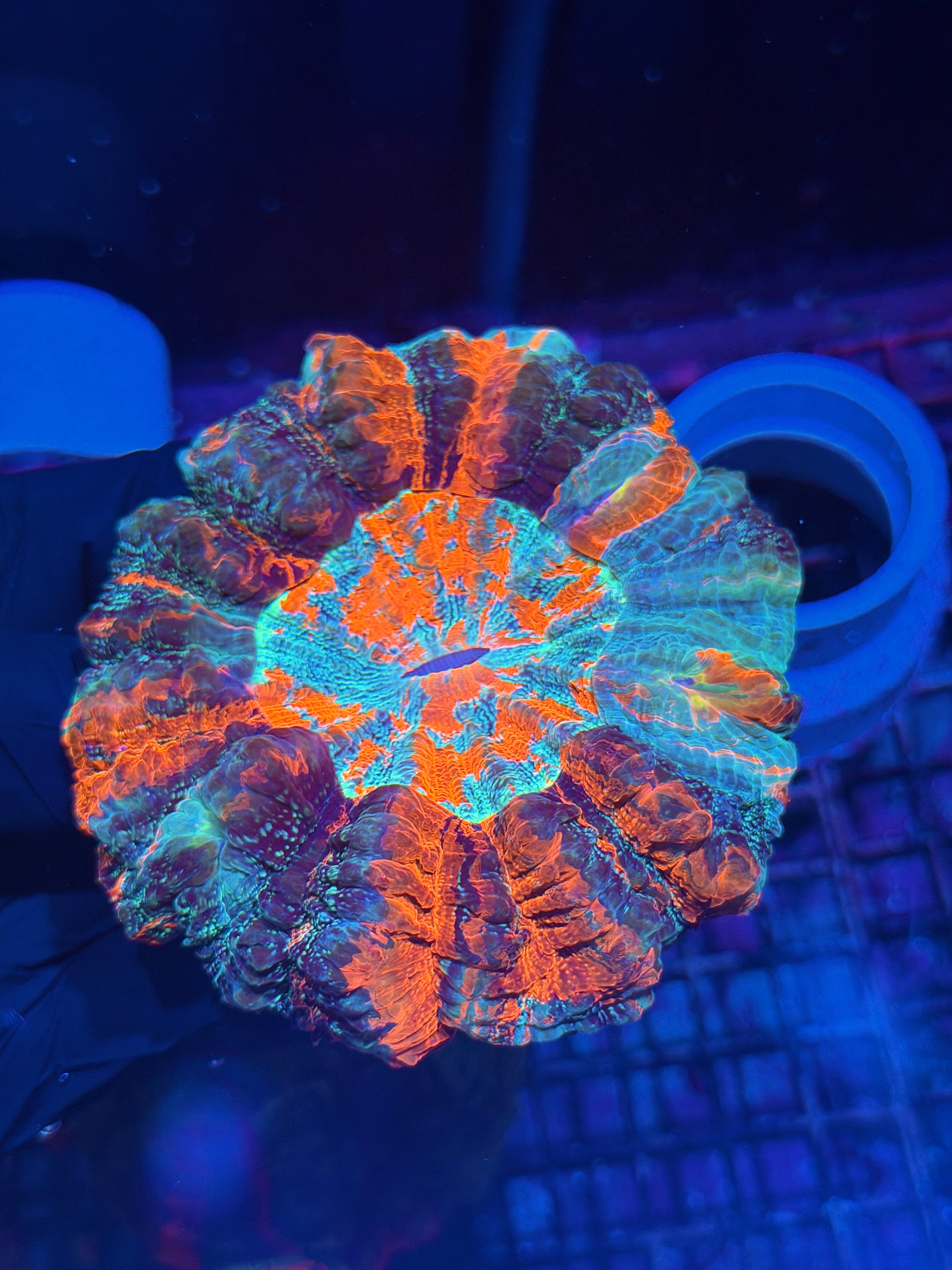 Insane Striped Acanthophyllia Meat Coral XL