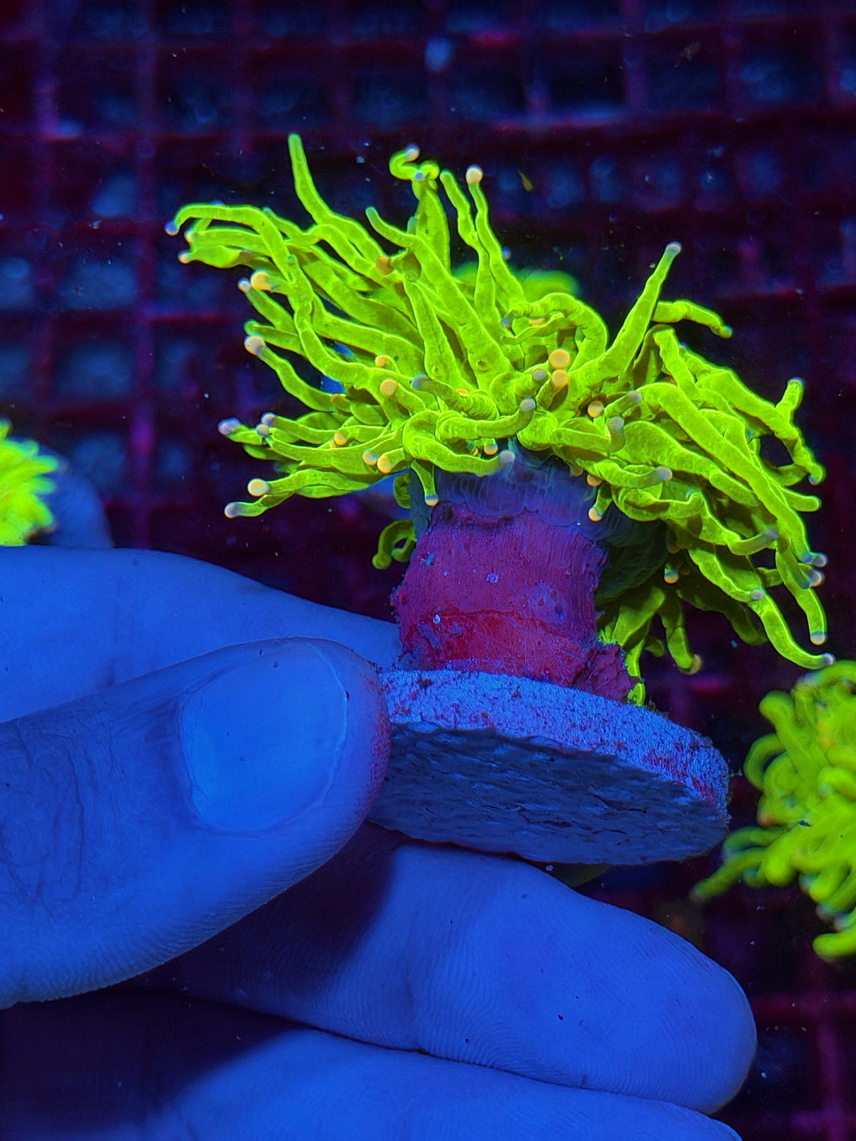 JEA Jelly Bean Holy Grail Torch Coral 1 Head 10/24