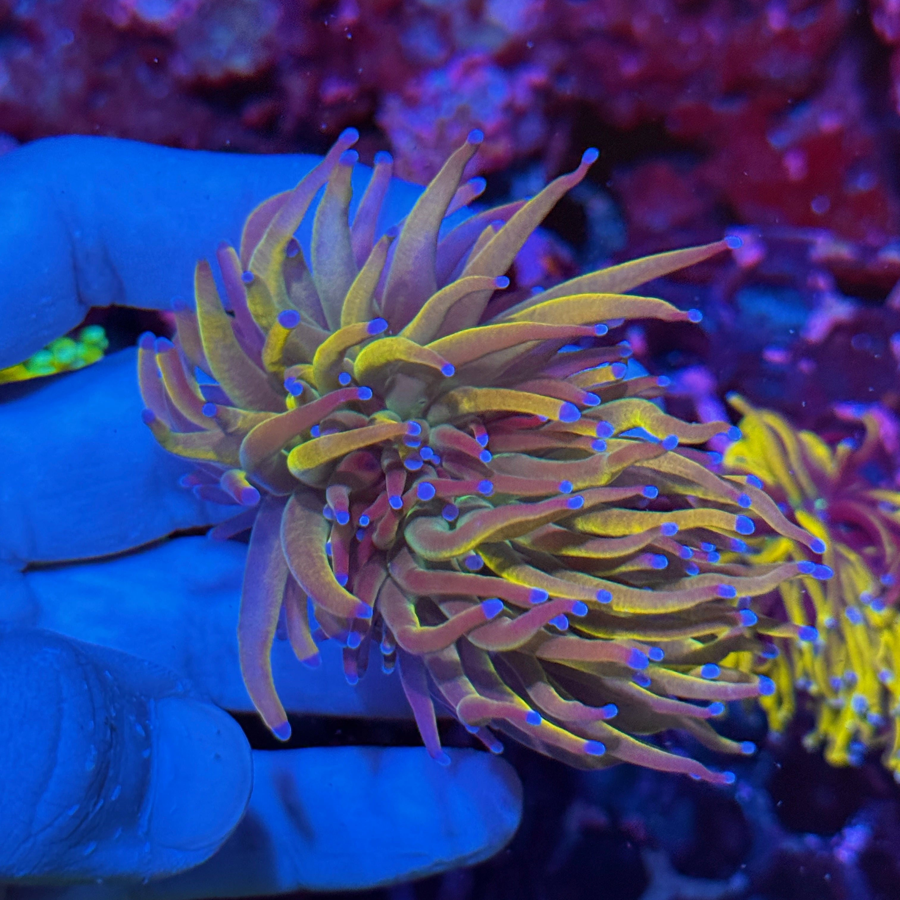 JEA Shiny Dragon Tamer Torch Coral 2 Heads XL 10/12