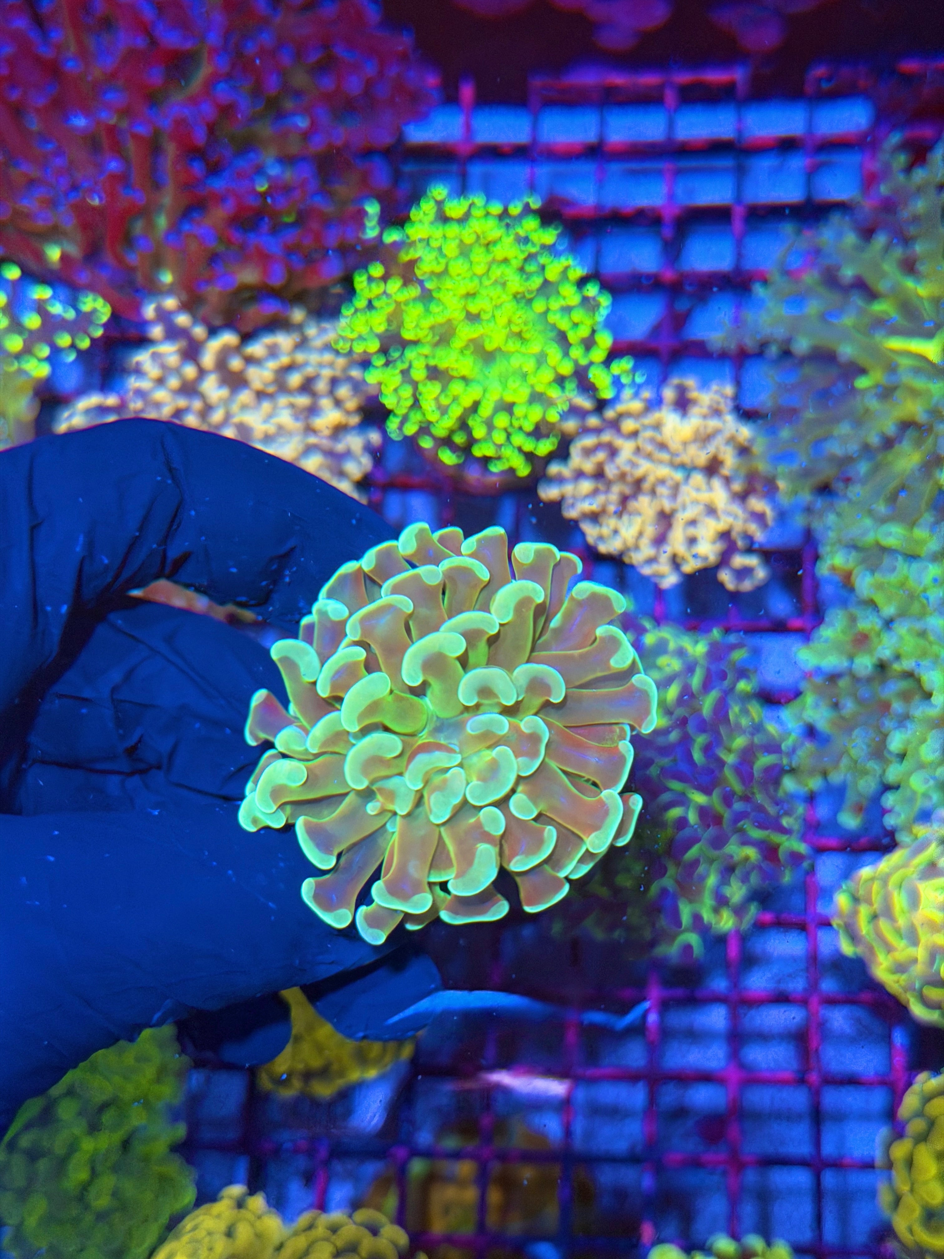 JEA Kaleidoscope Hammer Coral 1 XL Head 7/10