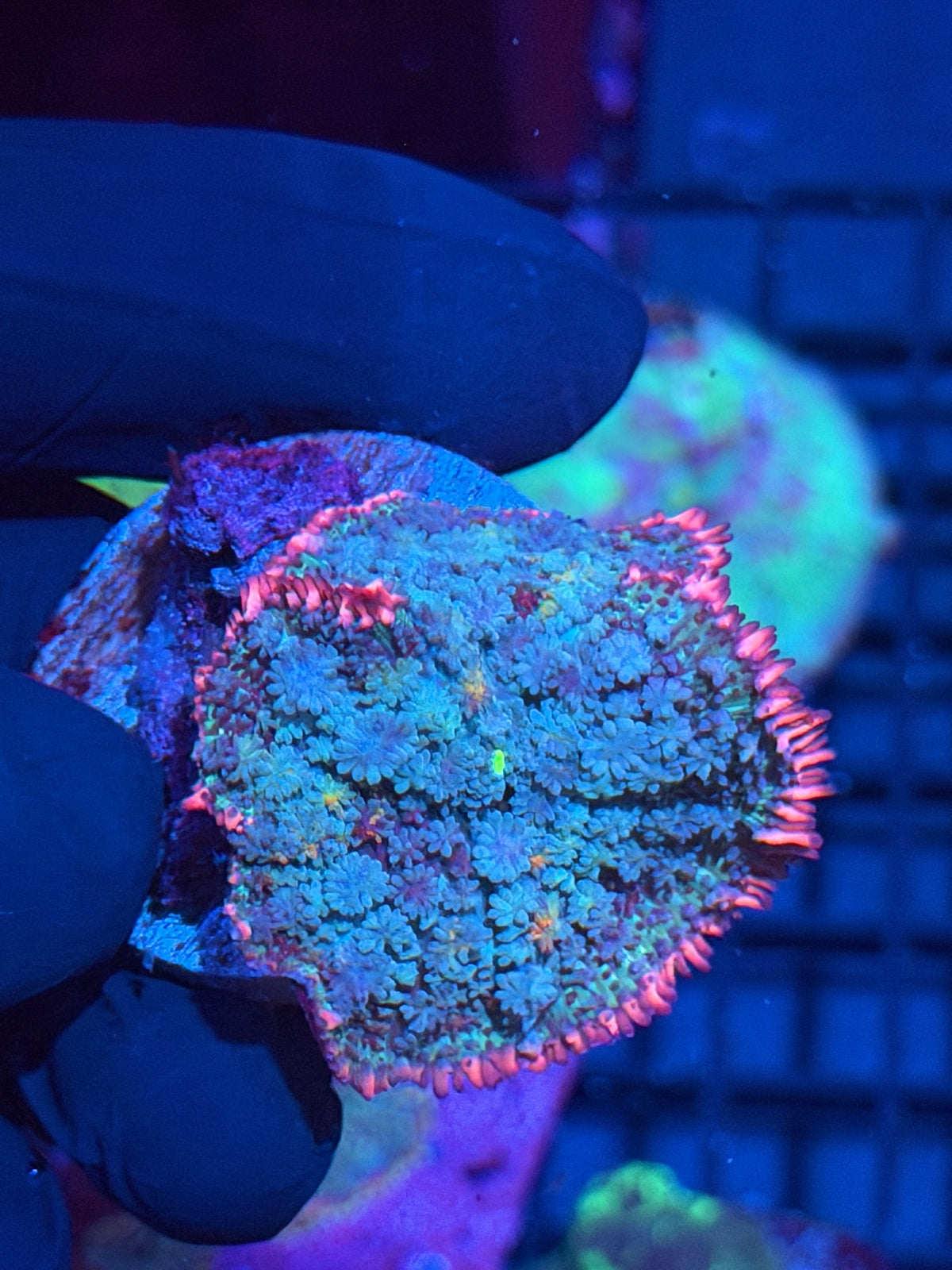 JEA Indo Frankenstein Mushroom Coral XL 9/28