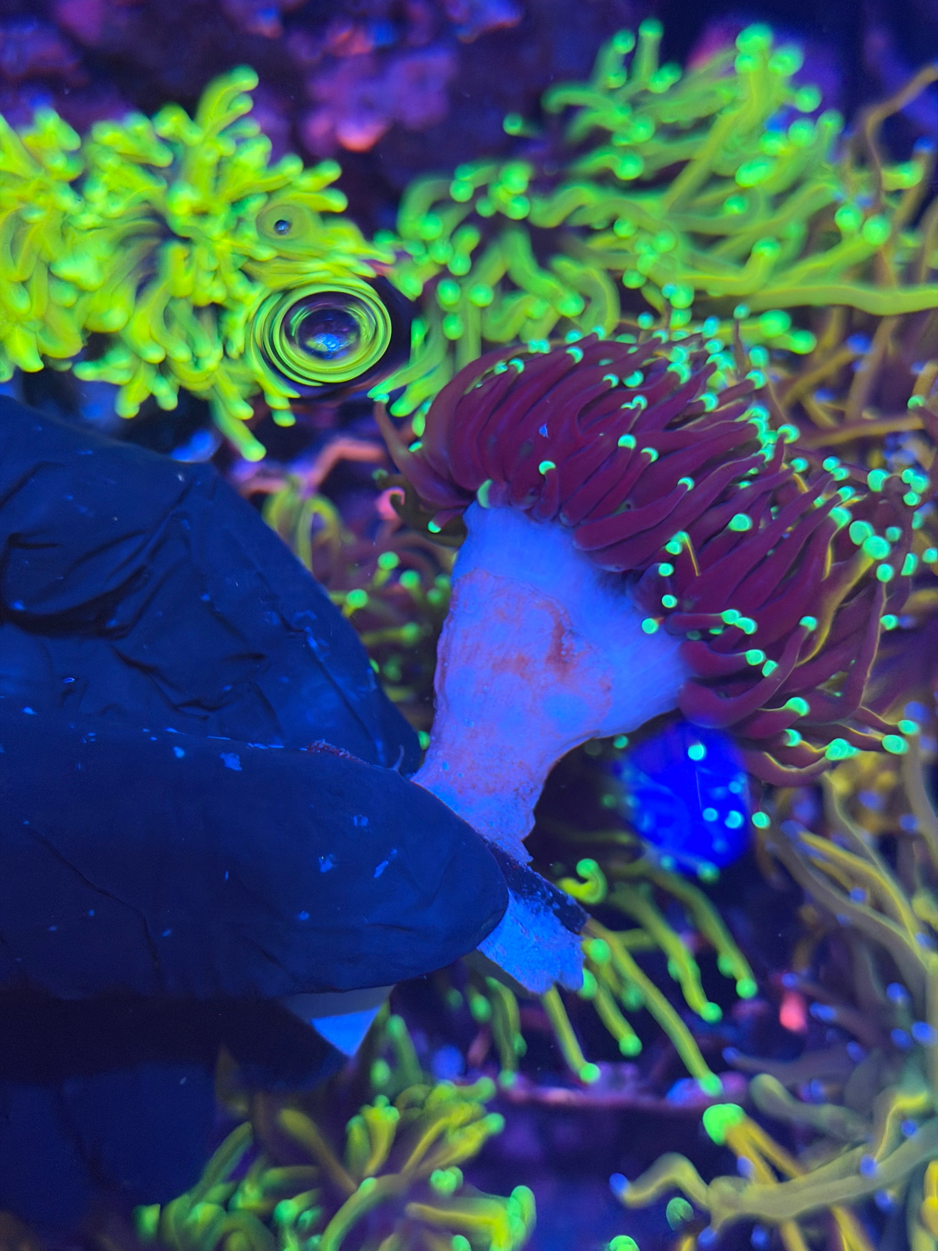 JEA OG Jester Cap Torch Coral Splitting to 2 2/24