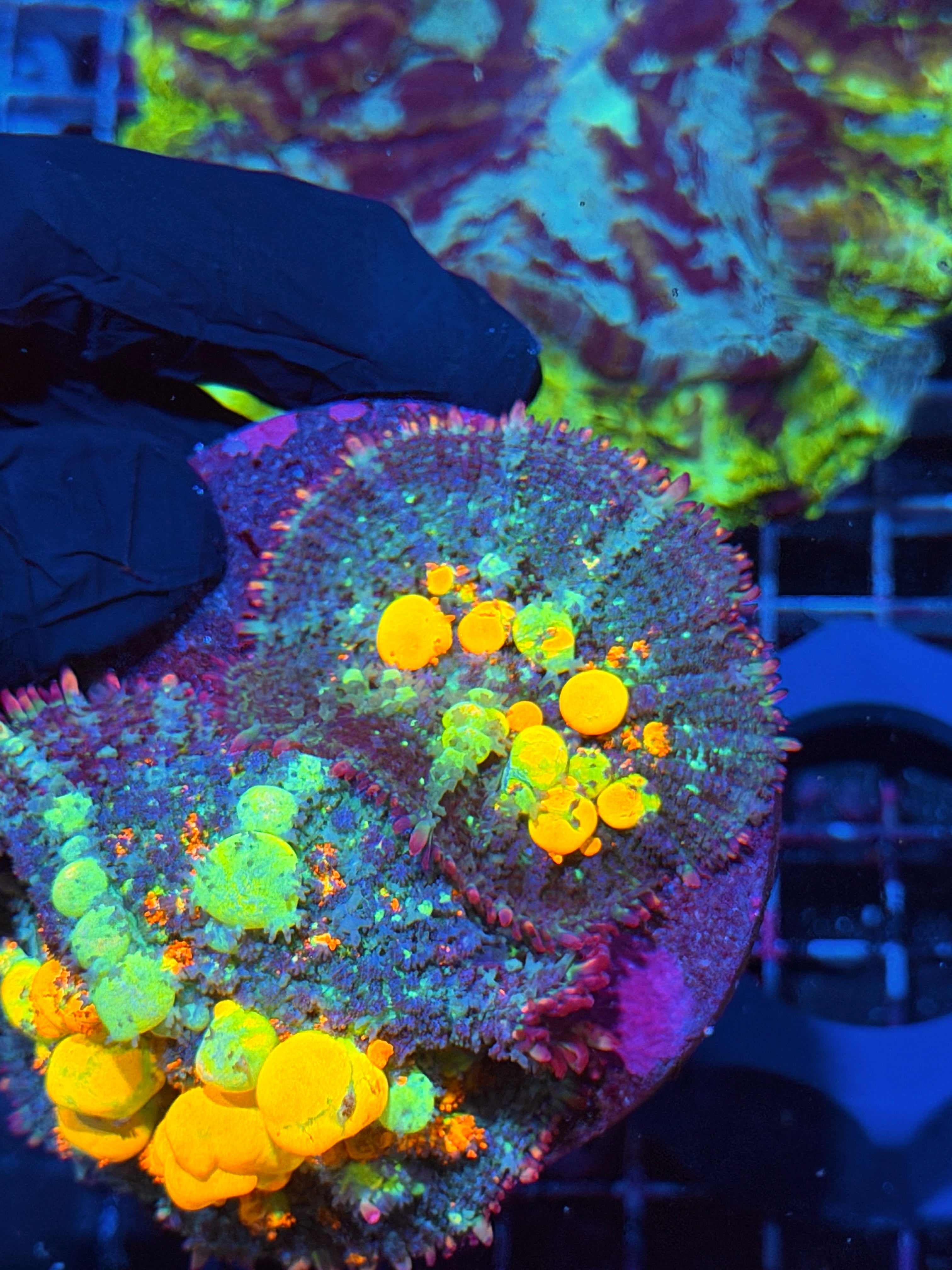 WWC OG Bounce Mushroom Coral Mama and XL Mushroom Combo