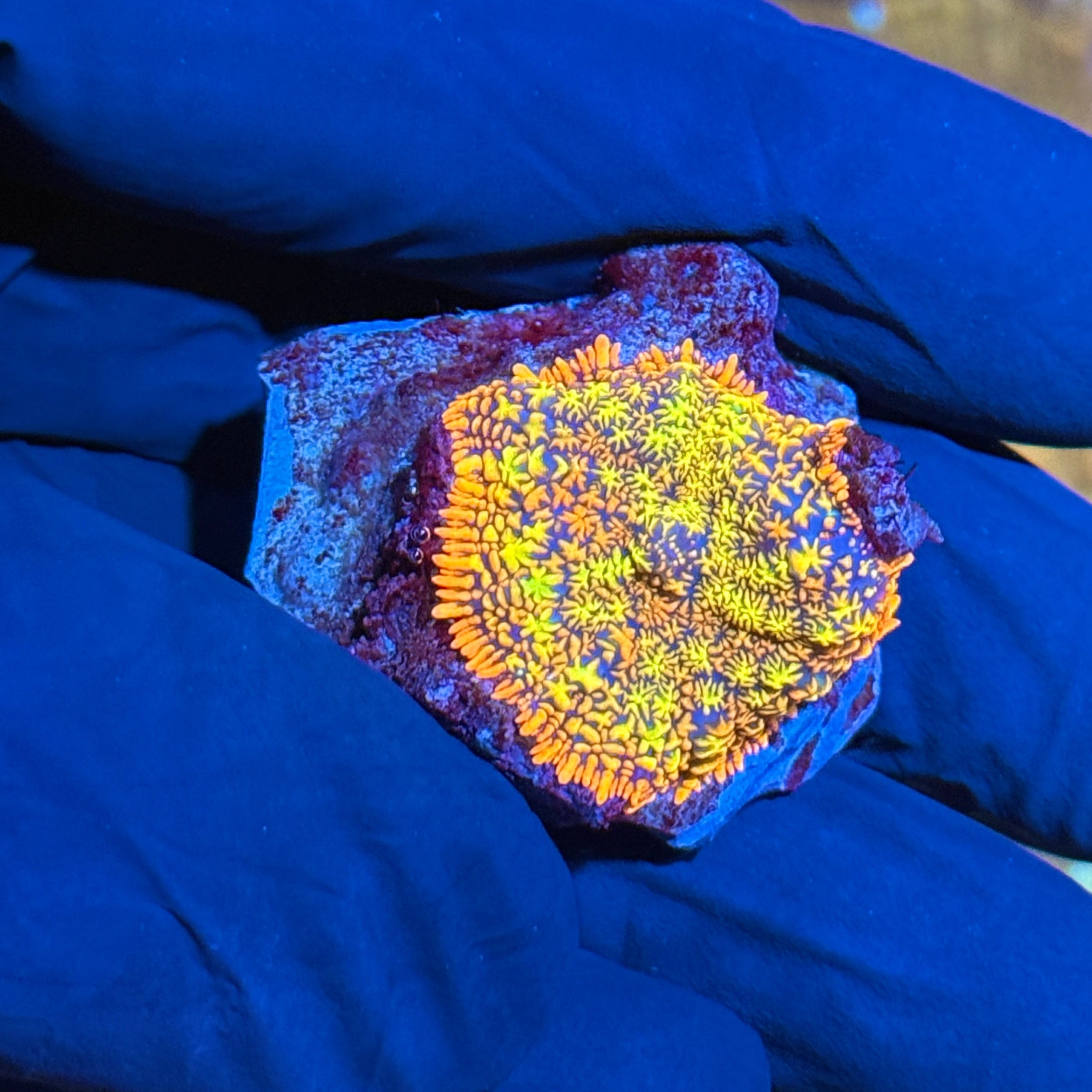 Frag Junky Maui Wowie Rhodactis Mushroom Coral Rare 10/12