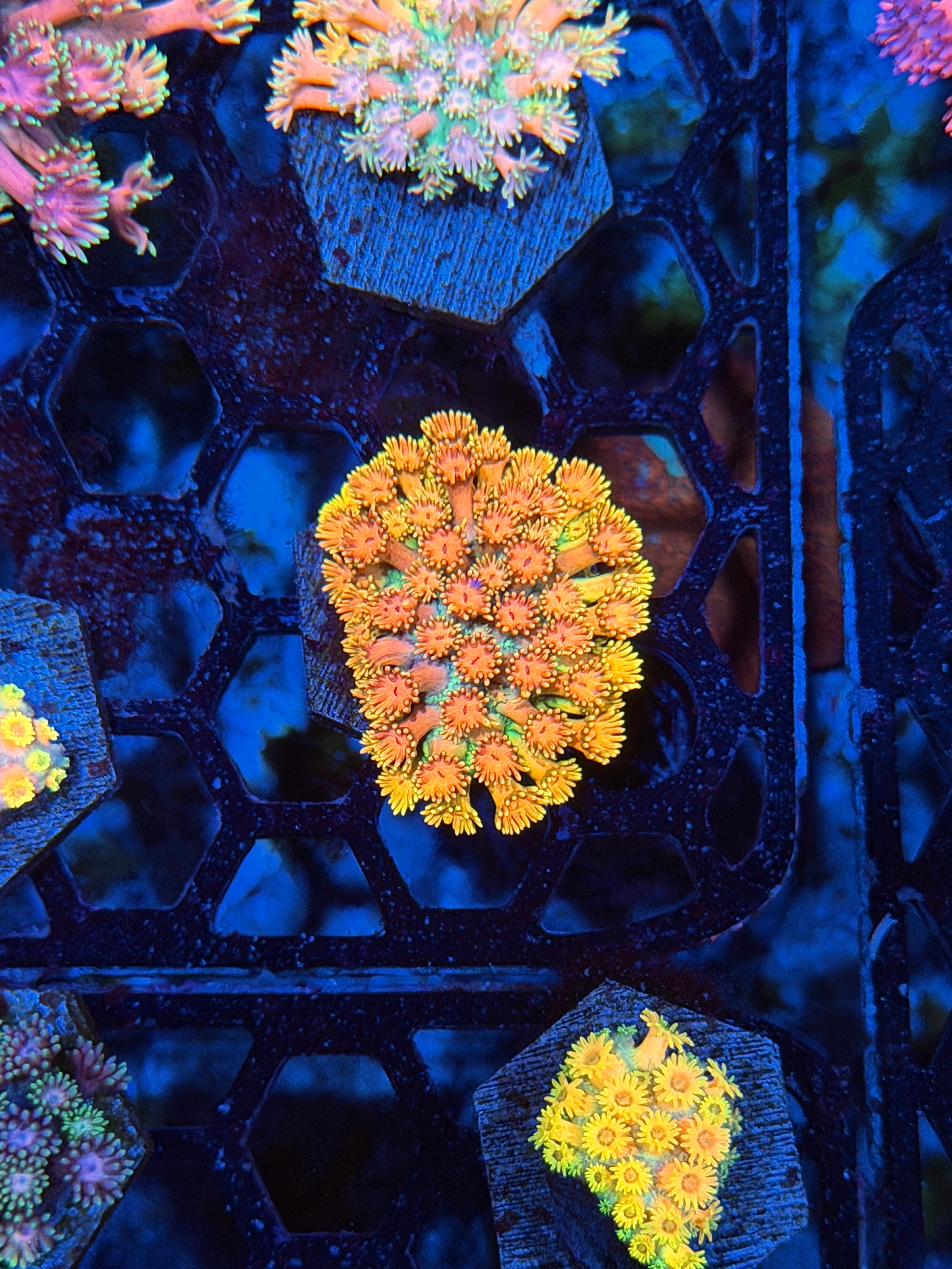 JEA Sugar Cookie Goniopora Coral