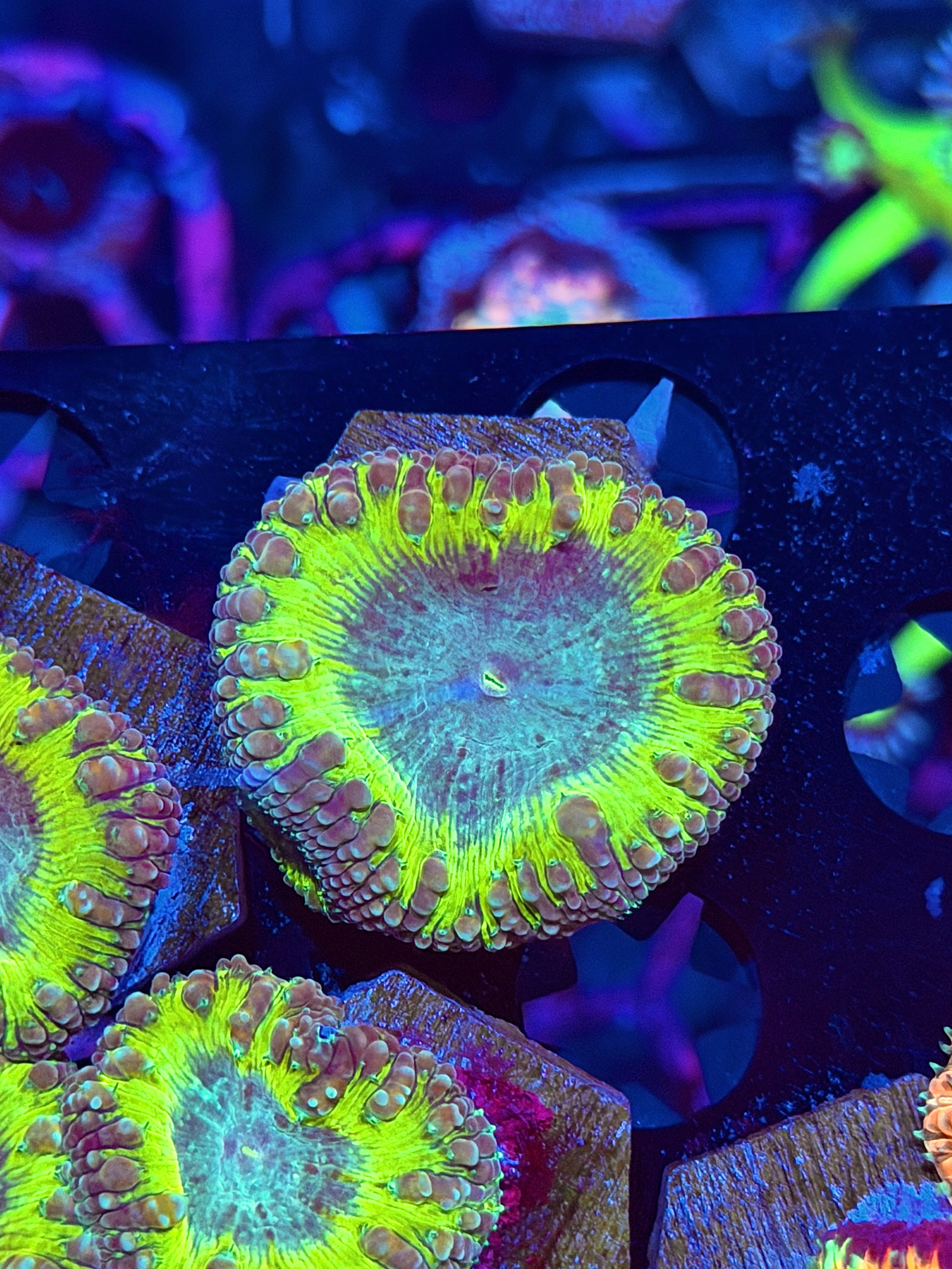 JEA Willy Wonka Blastomussa Coral 2 Heads XL 8/6