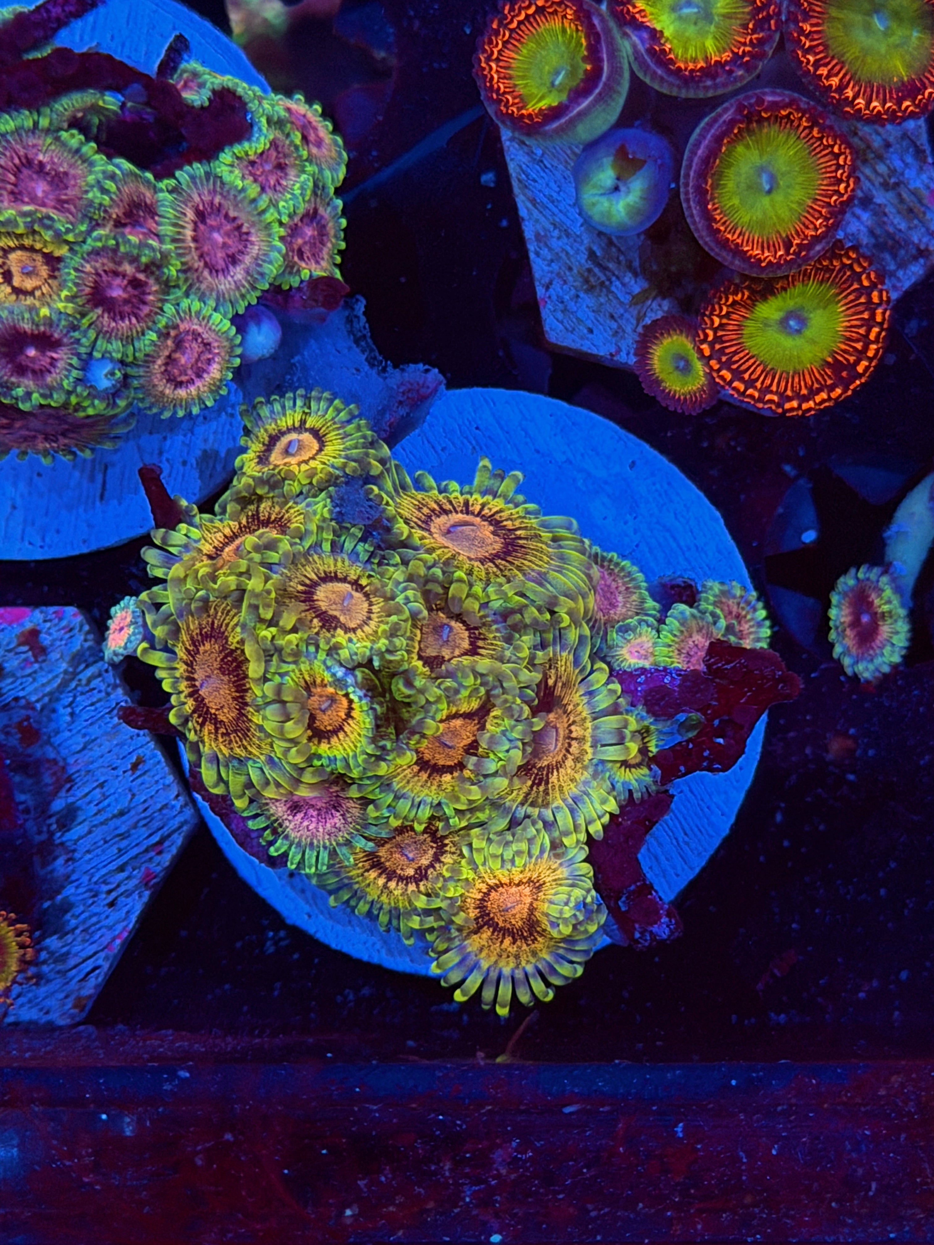JEA Stardust  Zoanthid Coral 16+ Polyps XXL NEW RELEASE 5/2