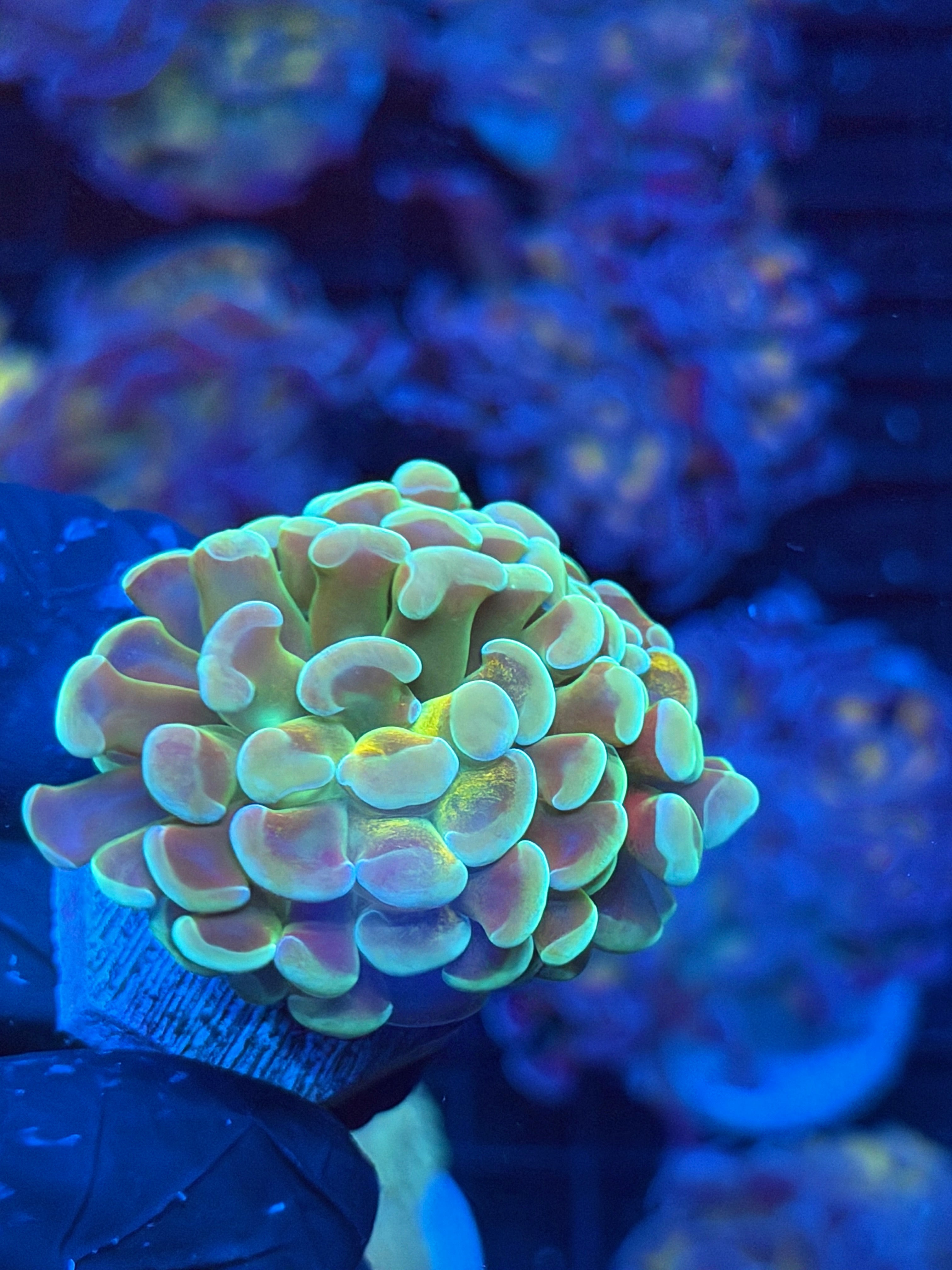 JEA Kaleidoscope Hammer Coral 1 XL Head Splitting Last Frag Available 9/6