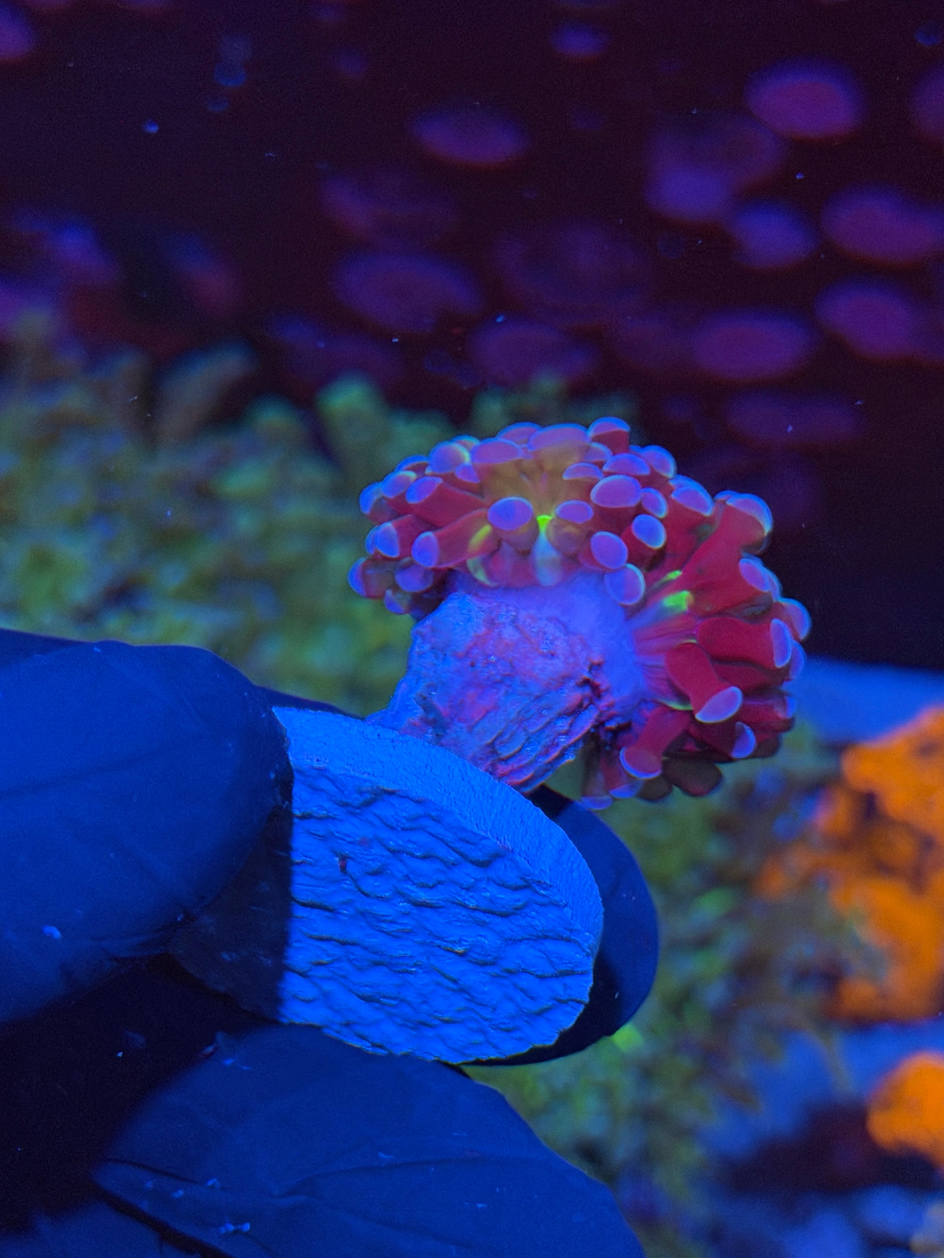 JEA Rainbow Blaster Hammer Coral 1 Heads XXL *New Release* 7/14