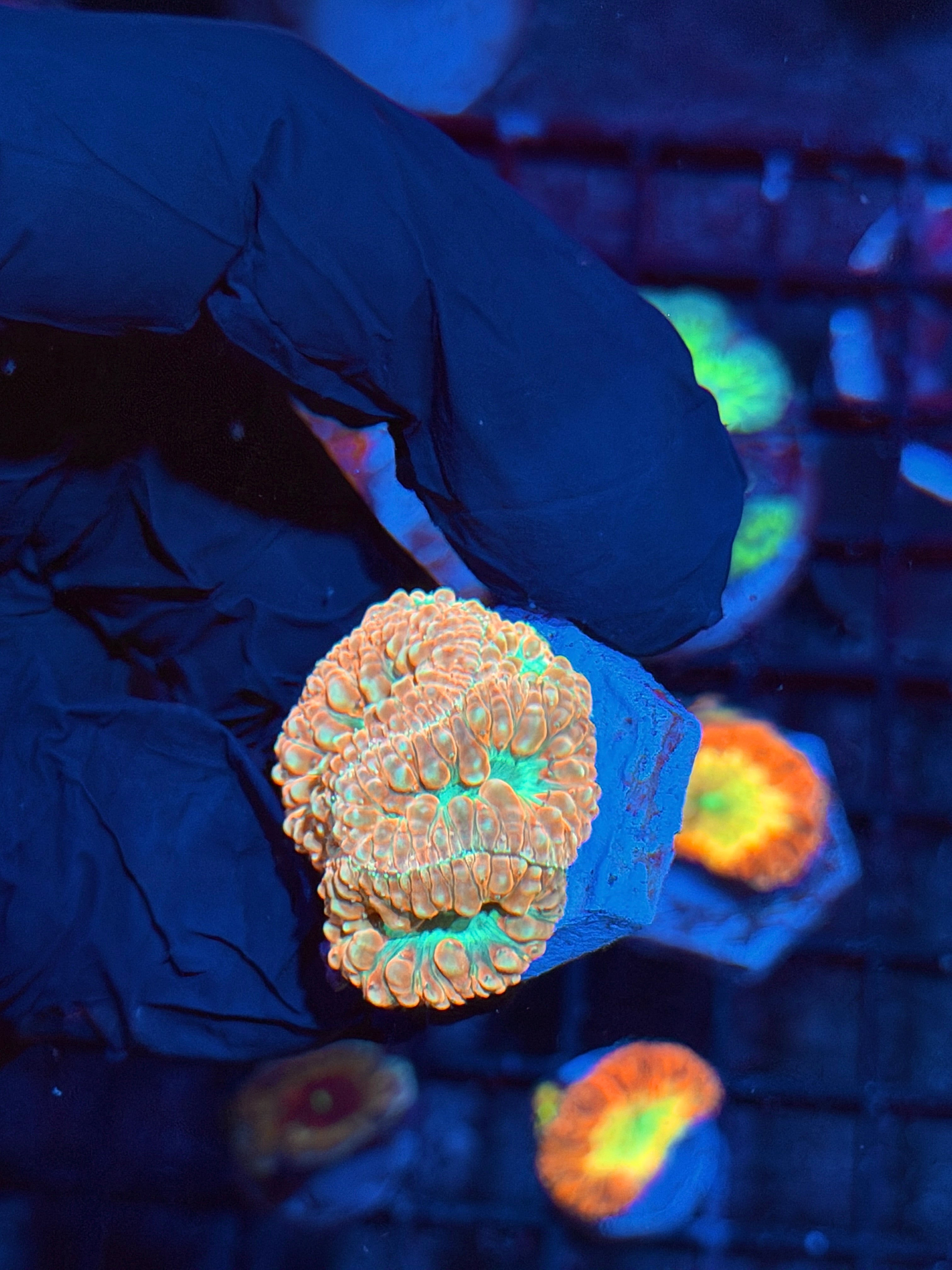 JEA Creamsicle Blastomussa Coral Mini Colony 5 Heads