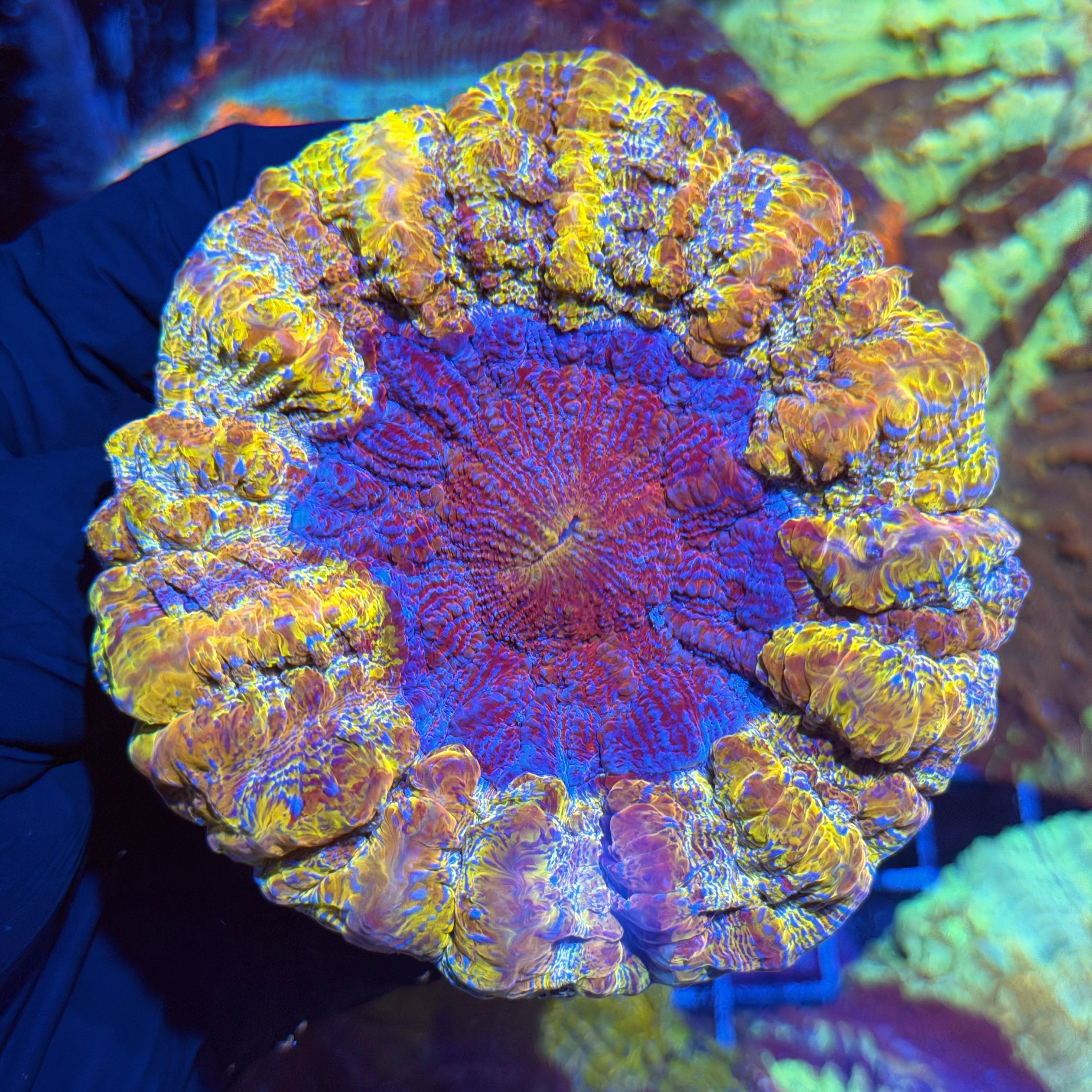 Jay's Exotic Corals