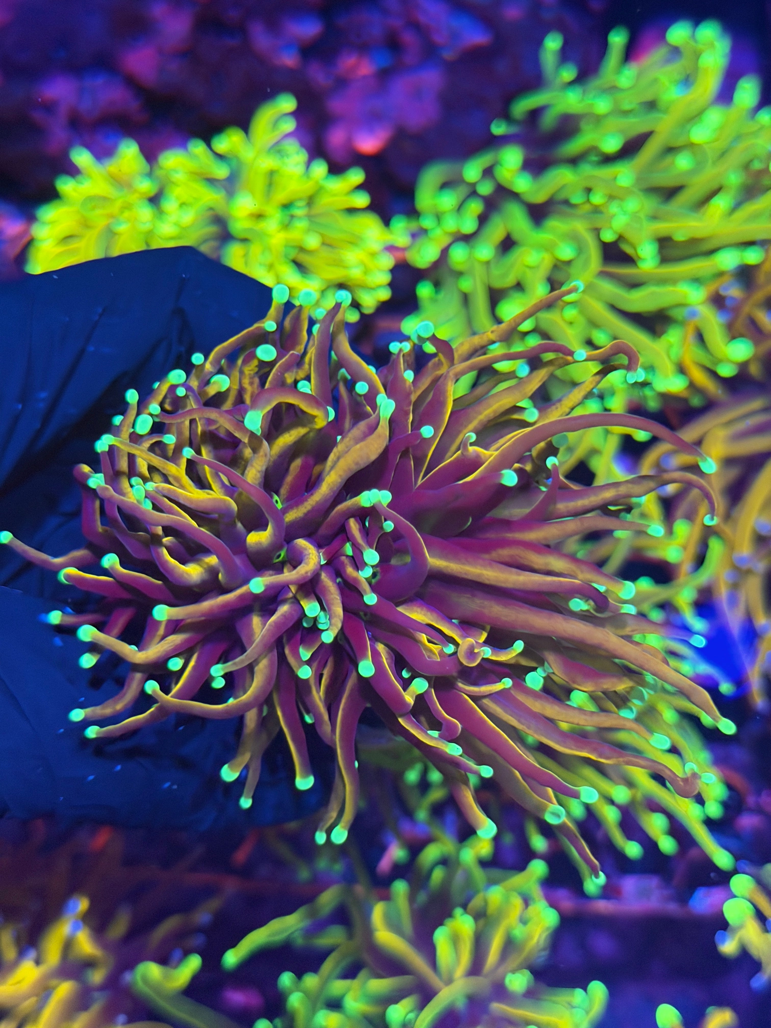 JEA OG Jester Cap Torch Coral Splitting to 2 2/24