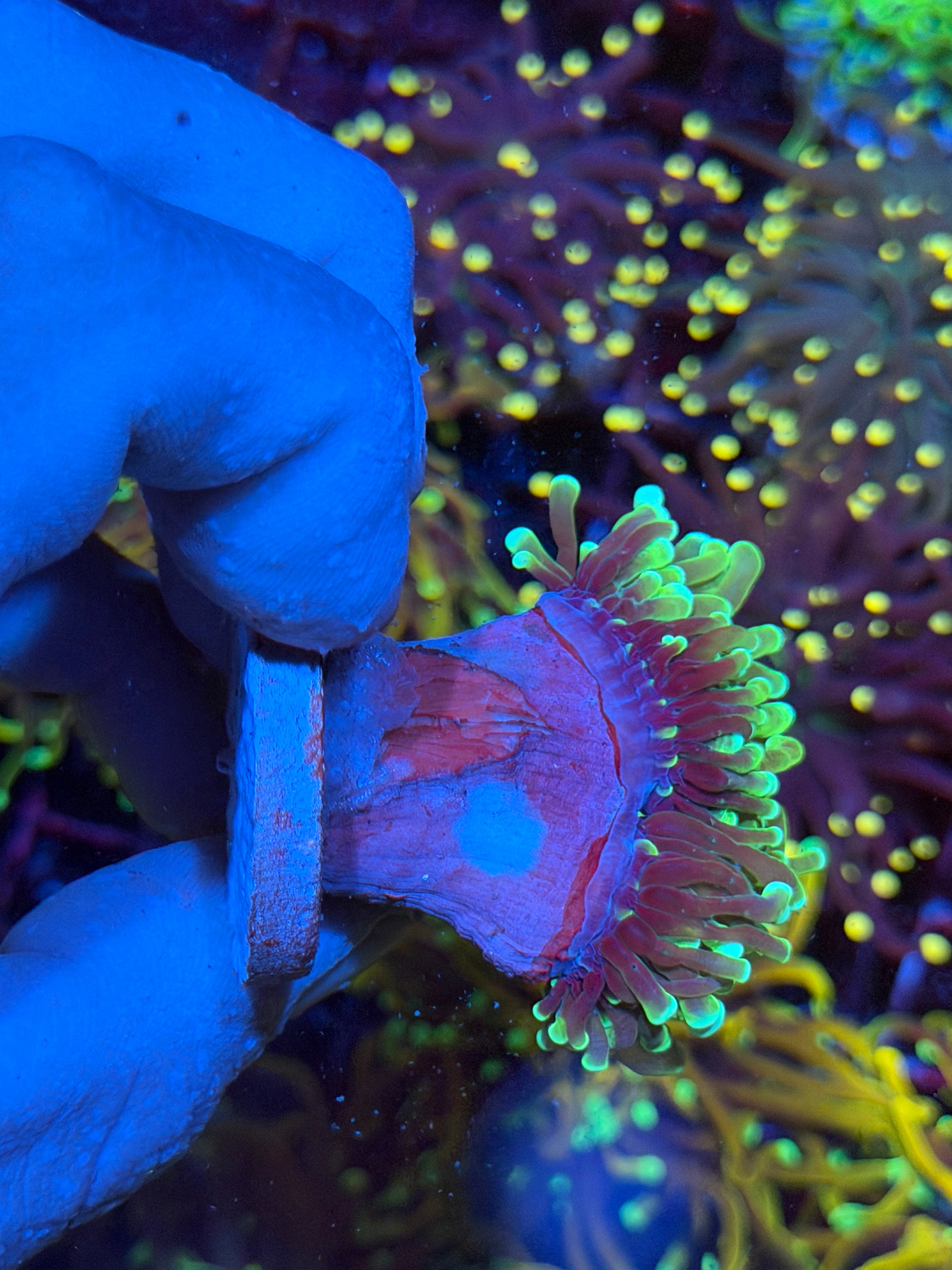 JEA Grim Reaper Torch Coral 2 Heads Splitting XL