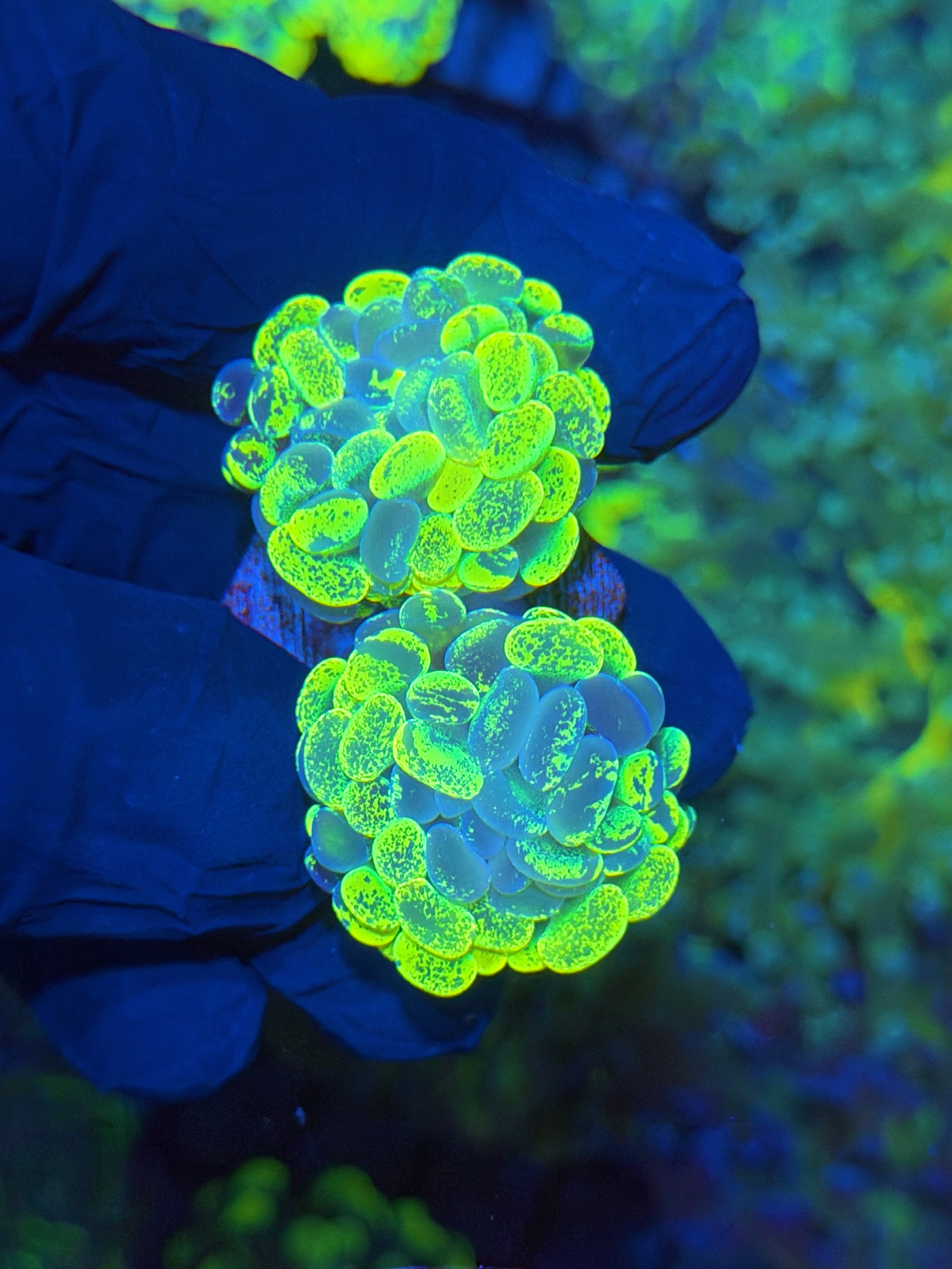 Grafted Splatter Hammer Coral 2 XL Heads 12/1