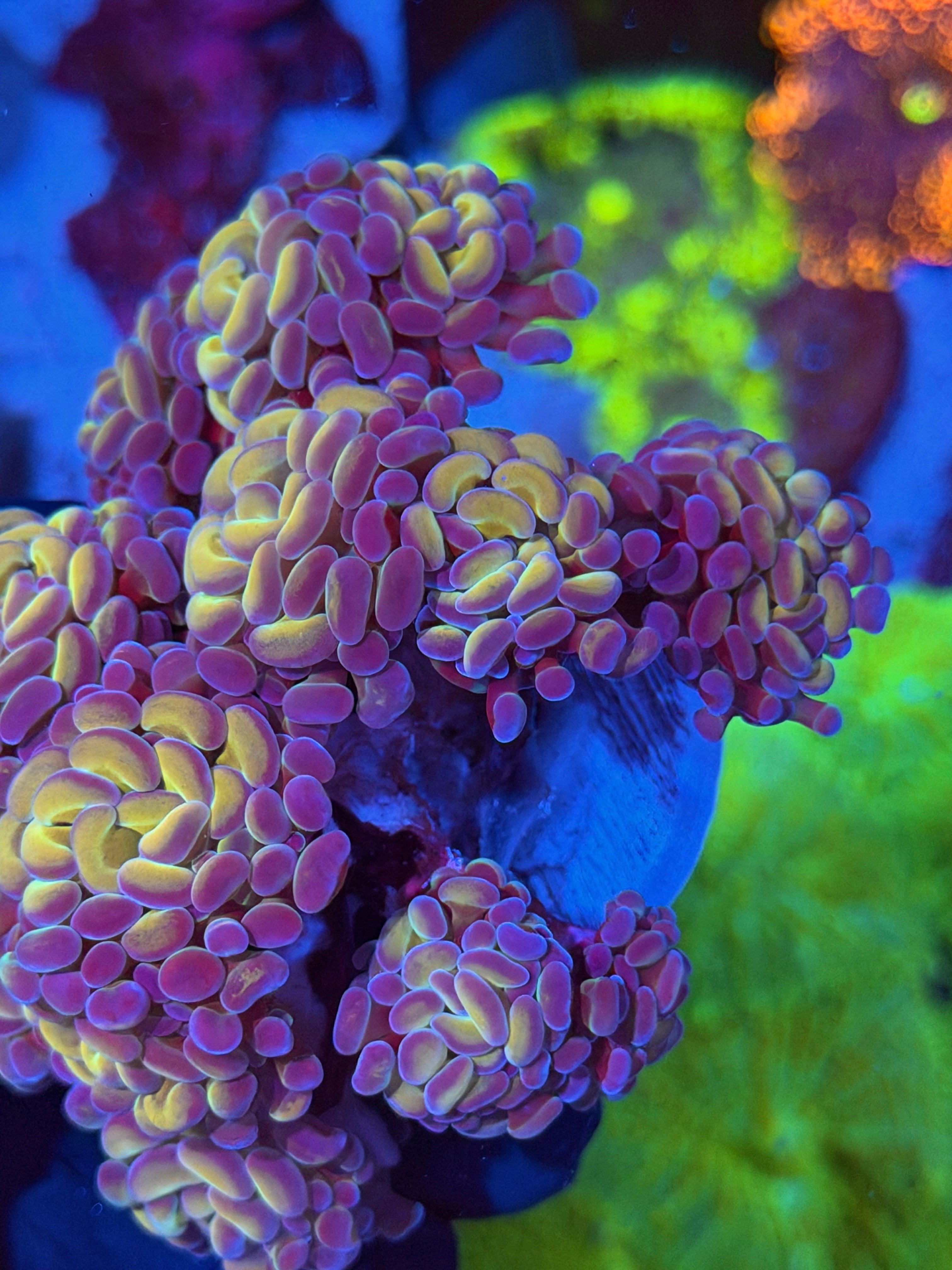 JEA Orange Hologram Hammer Colony 12 + Heads XXL